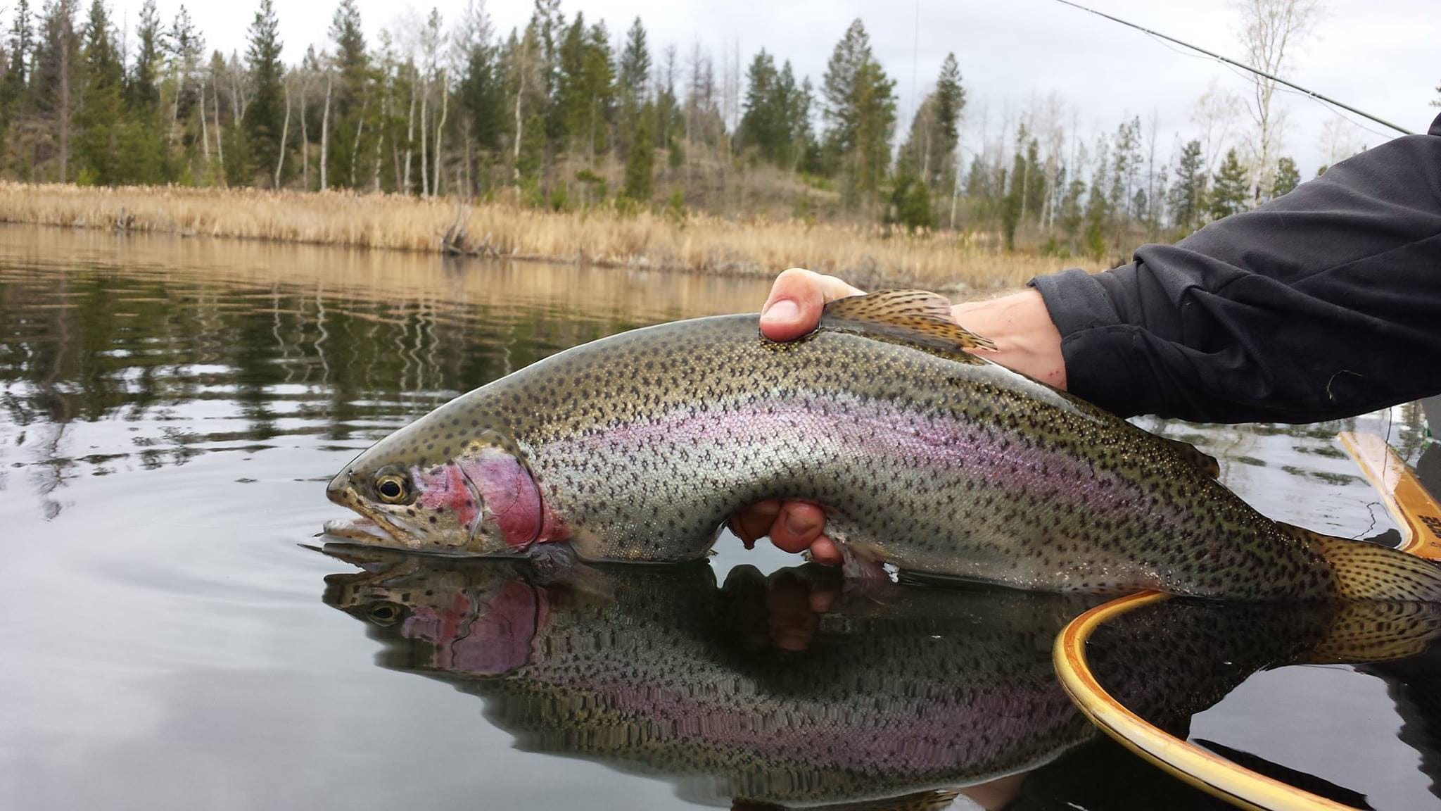 Trout caught at Douglas Lake area. (Bryce Franks/Douglas Lake Cattle Co.)