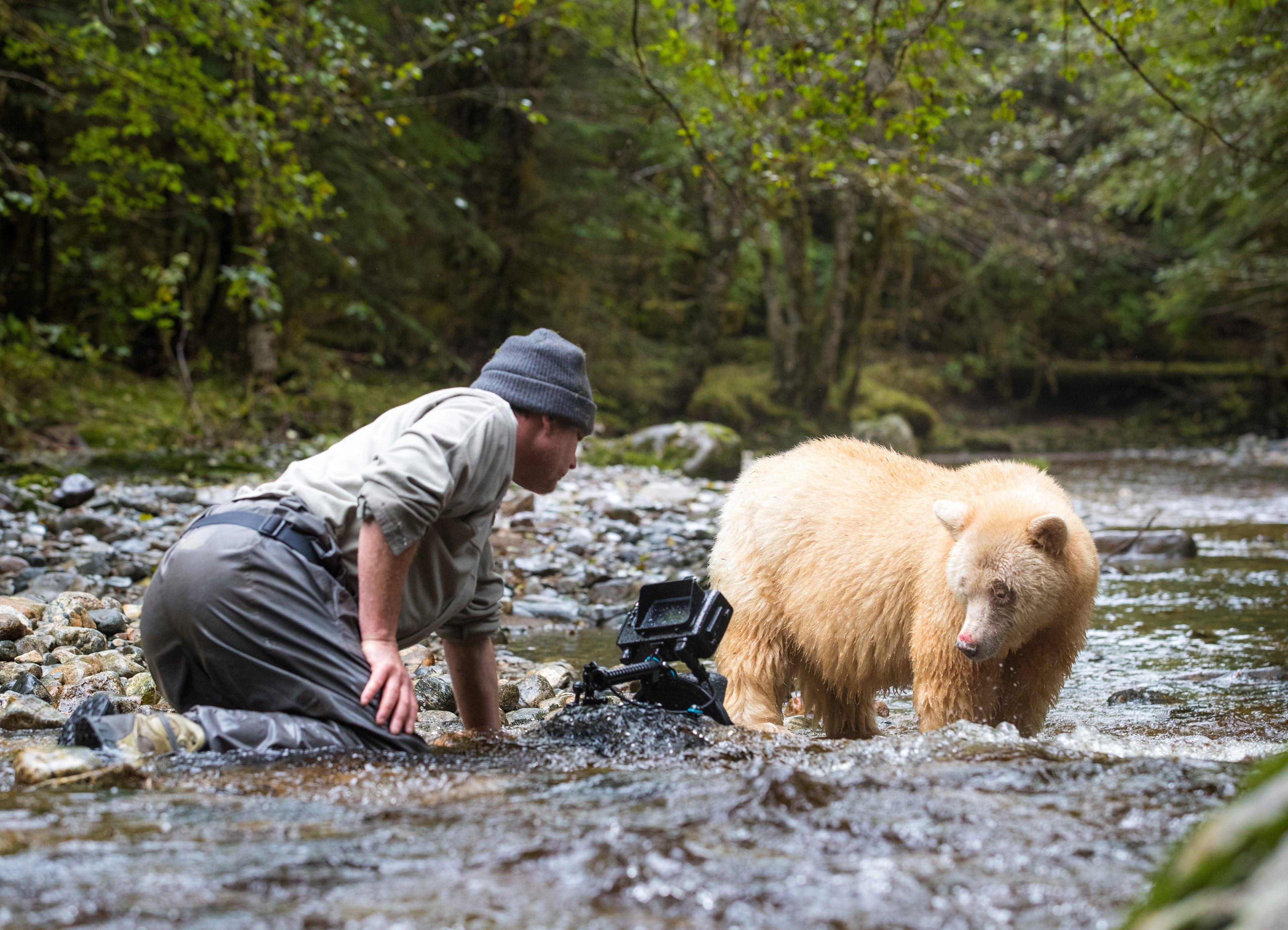 Ian McAllister films Moks, a Kermode or “spirit” bear, for “The Great Bear Rainforest – Land of the Spirit Bear” (Deirdre Leowinata)