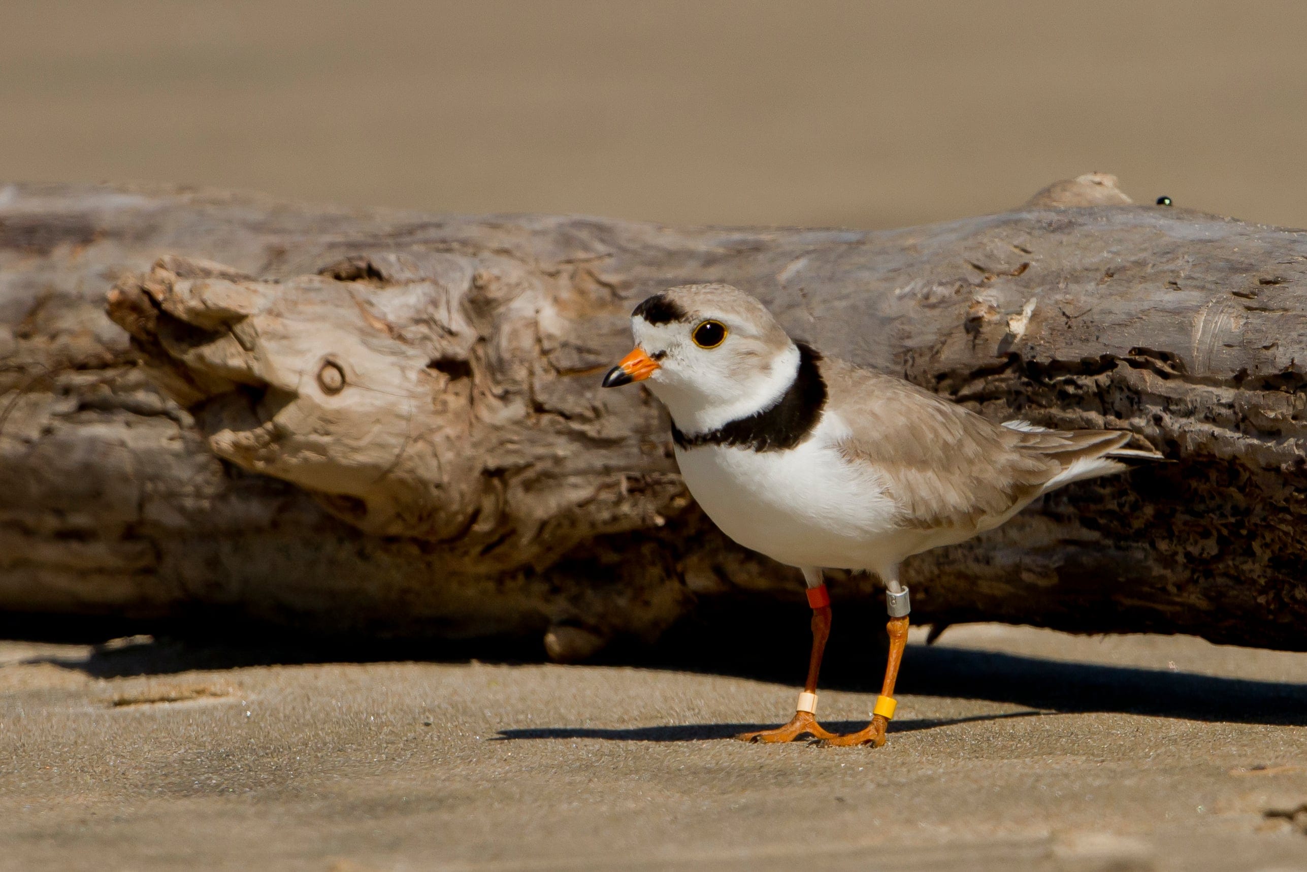 The late Mr. Lonely, a piping plover from Sauble Beach (Merri-Lee Metzger)