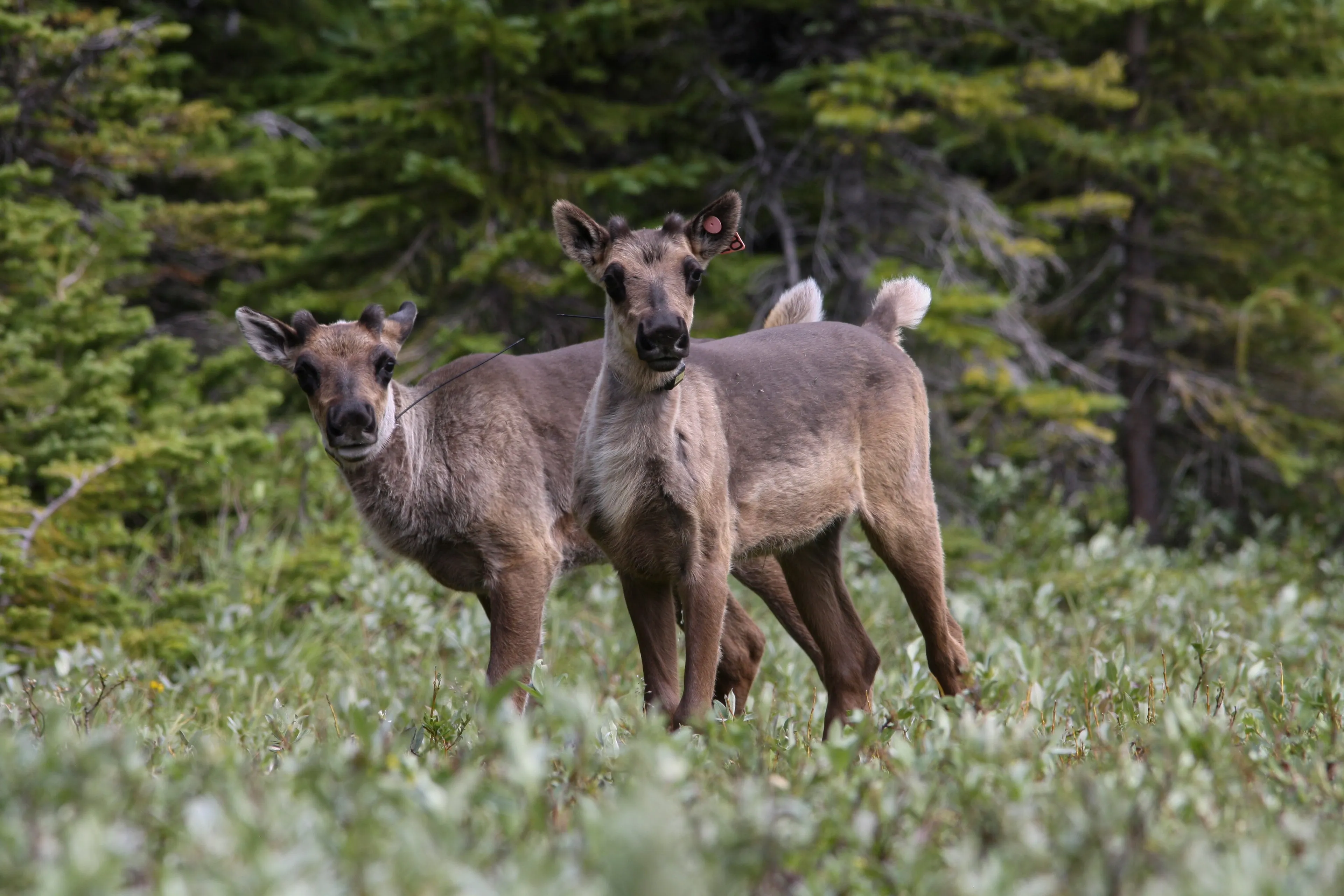 A scene from the Klinse-Za Caribou Maternity Pen. (Line Giguere/Wildlife Infometrics Inc)