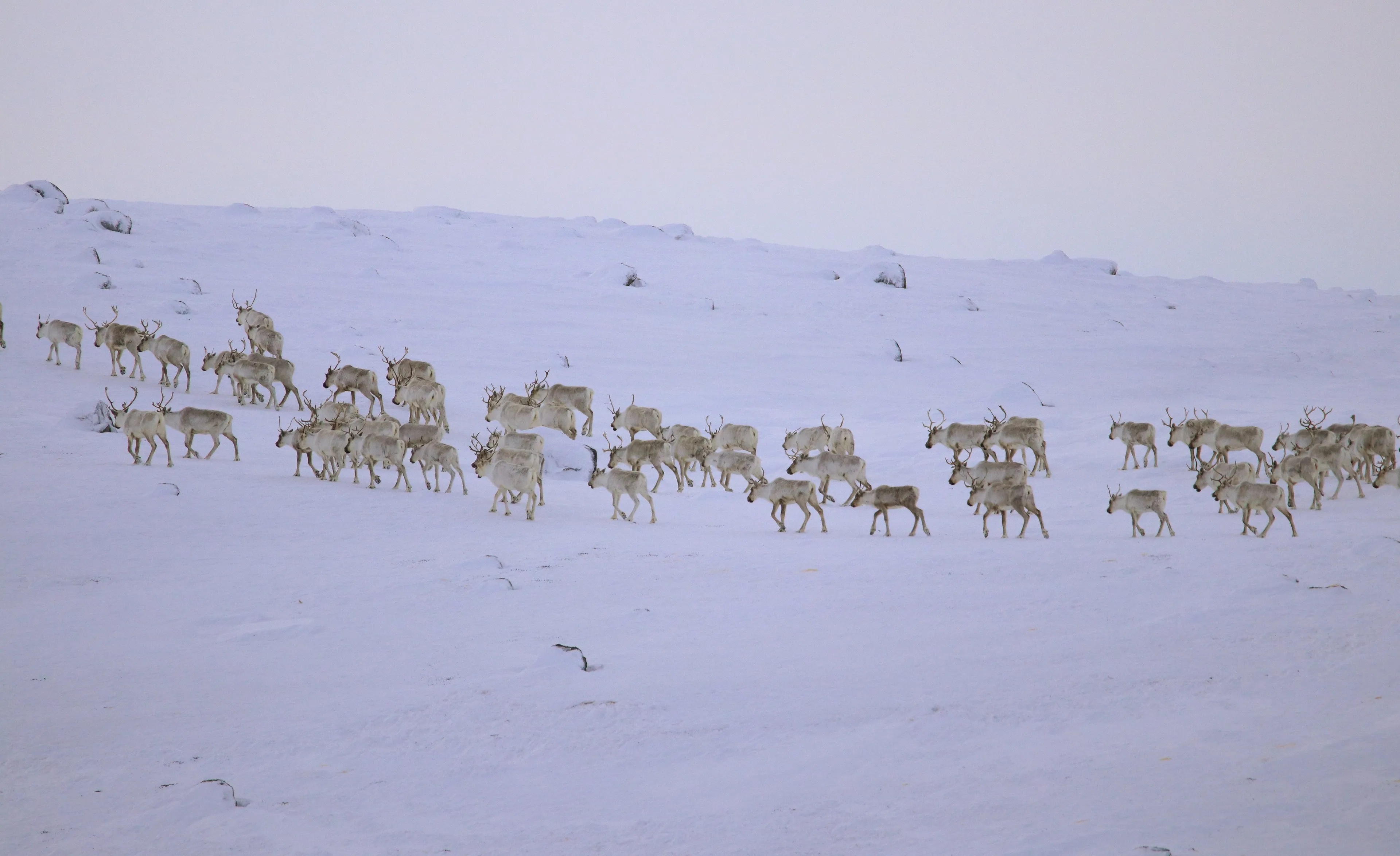 The George River caribou herd was almost 800,000 strong in the ’90s; it has now shrunk to fewer than 5,500 (David Borish/Nunatsiavut Government/NunatuKavut Community Council/Torngat Secretariat)