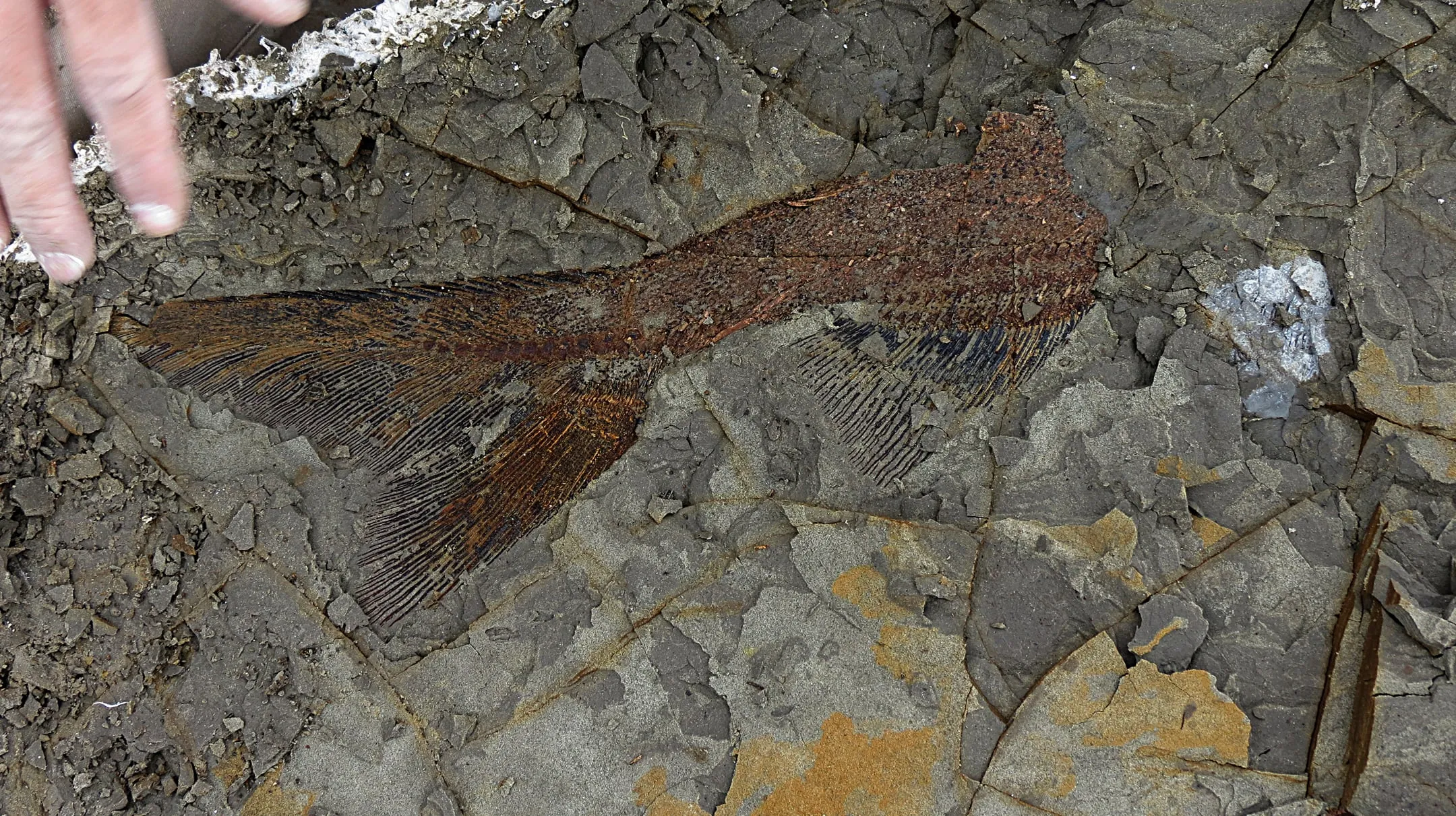 A partially exposed, perfectly preserved 65 million year old fish from the Tanis deposit. (Robert DePalma/University of Kansas)