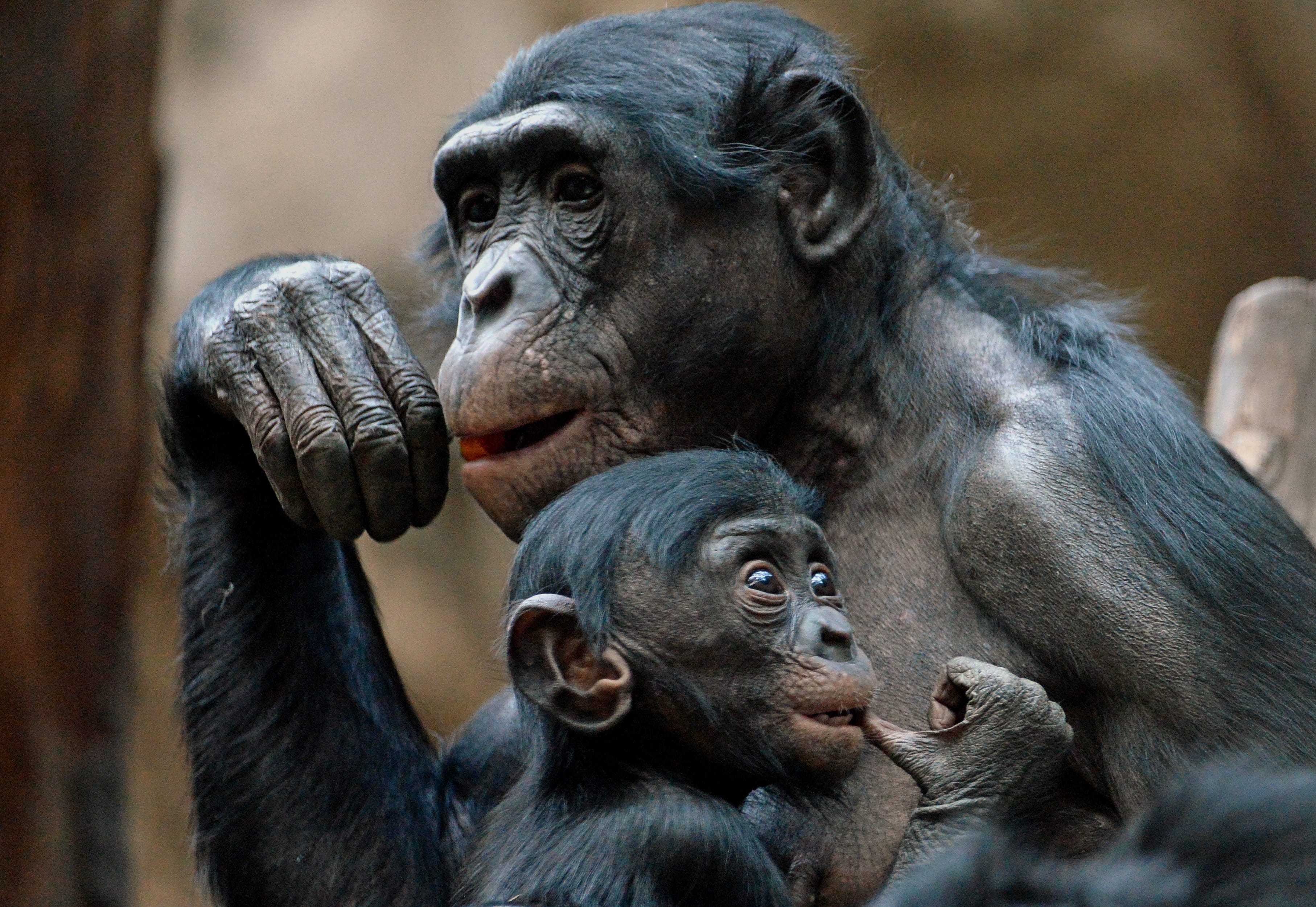 Bonobo baby Kasai in the arms of mother Yasa in the Zoo Leipzig, Germany, 27 November 2013. (Photo by Hendrik Schmidt/picture alliance via Getty Images)