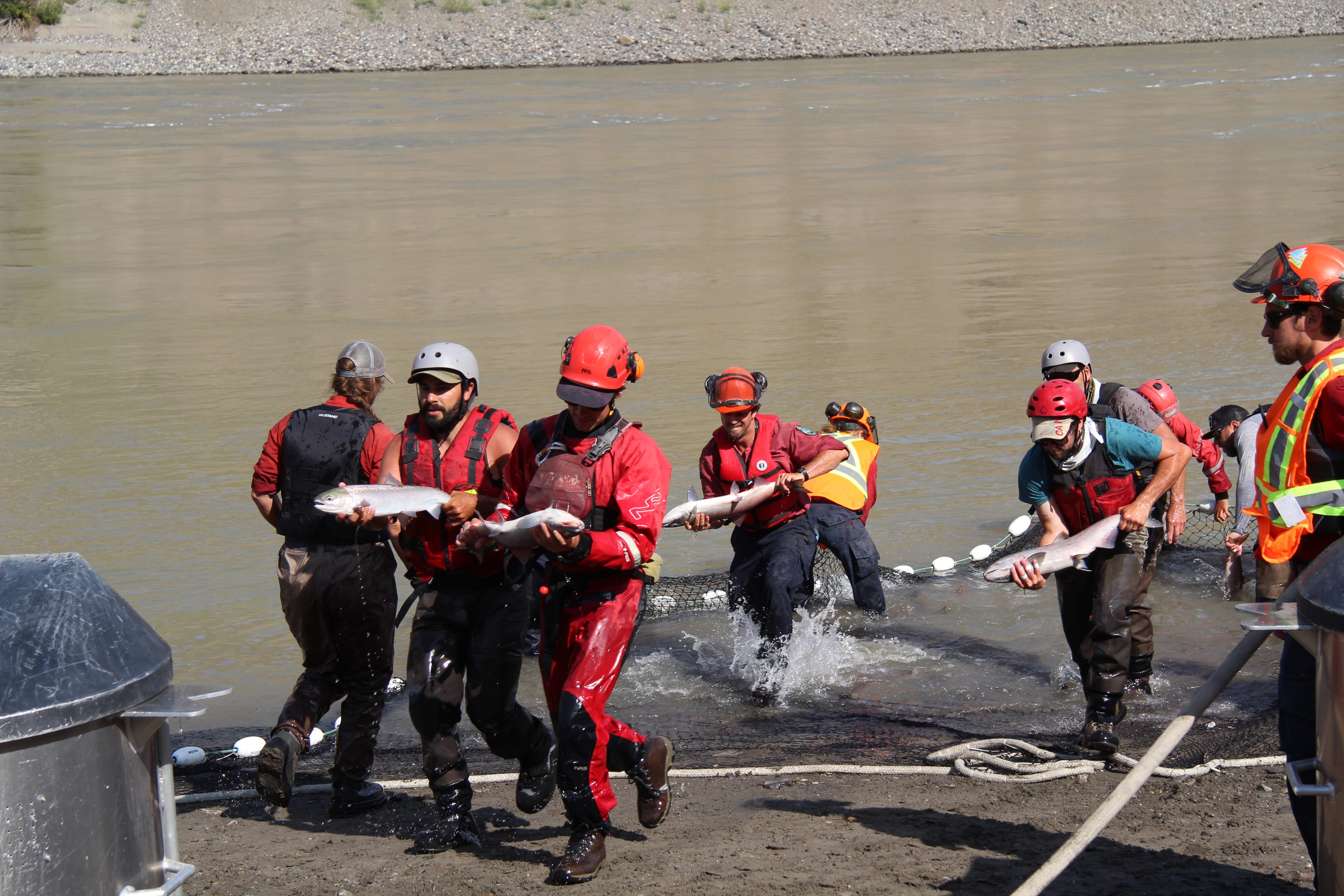 Crews work together to move fish into the oxygenated transfer tanks. Courtesy of Incident Command Post (ICP))
