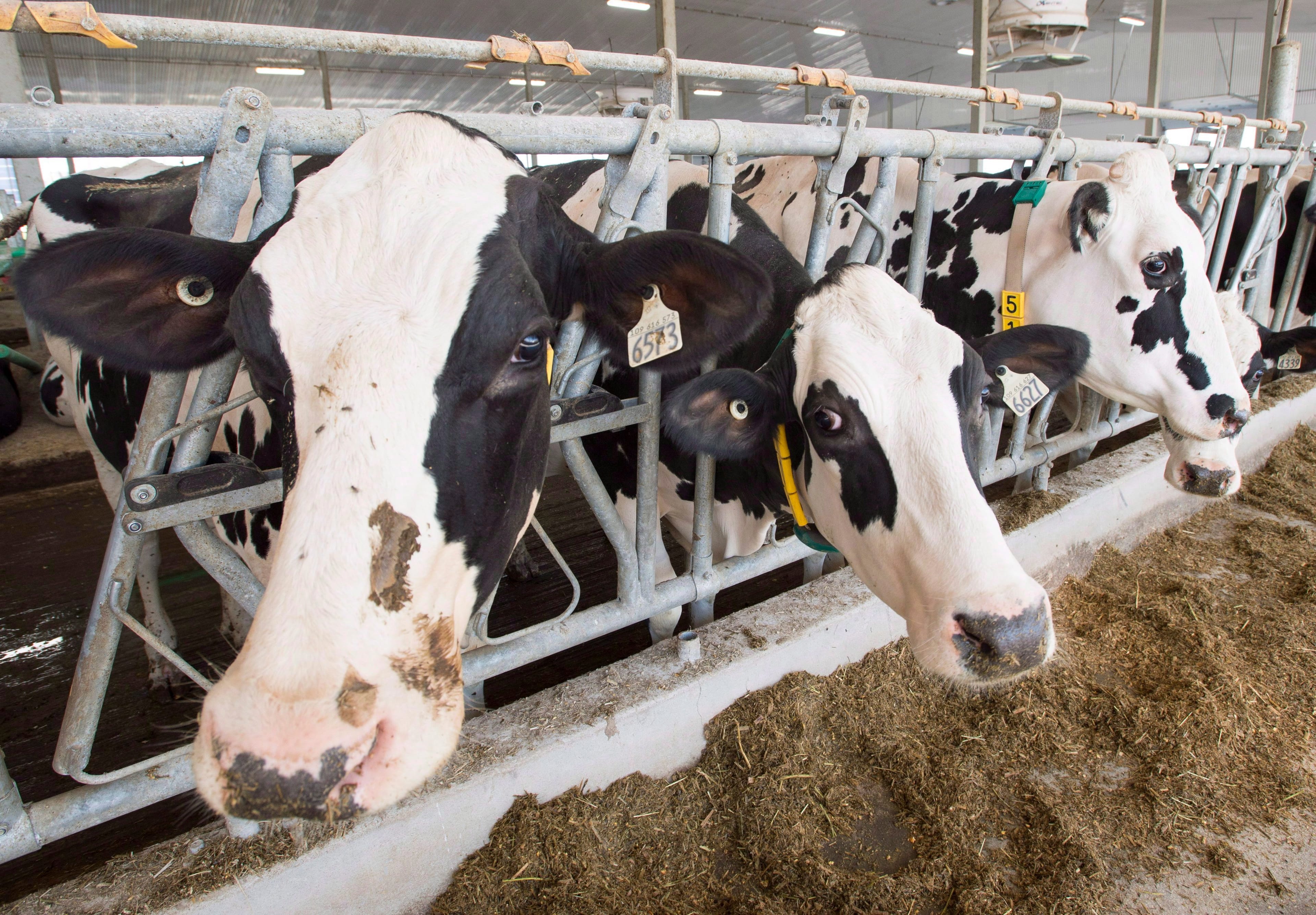 Dairy cows are seen at a farm Friday, August 31, 2018 in Sainte-Marie-Madelaine Quebec. THE CANADIAN PRESS/Ryan Remiorz