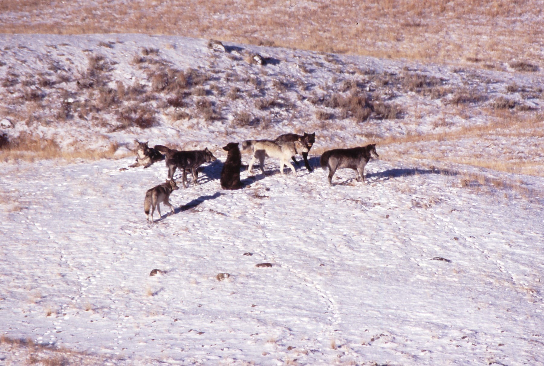 Wolves 8 and 9 (raised tails) (Douglas W. Smith/NPS)