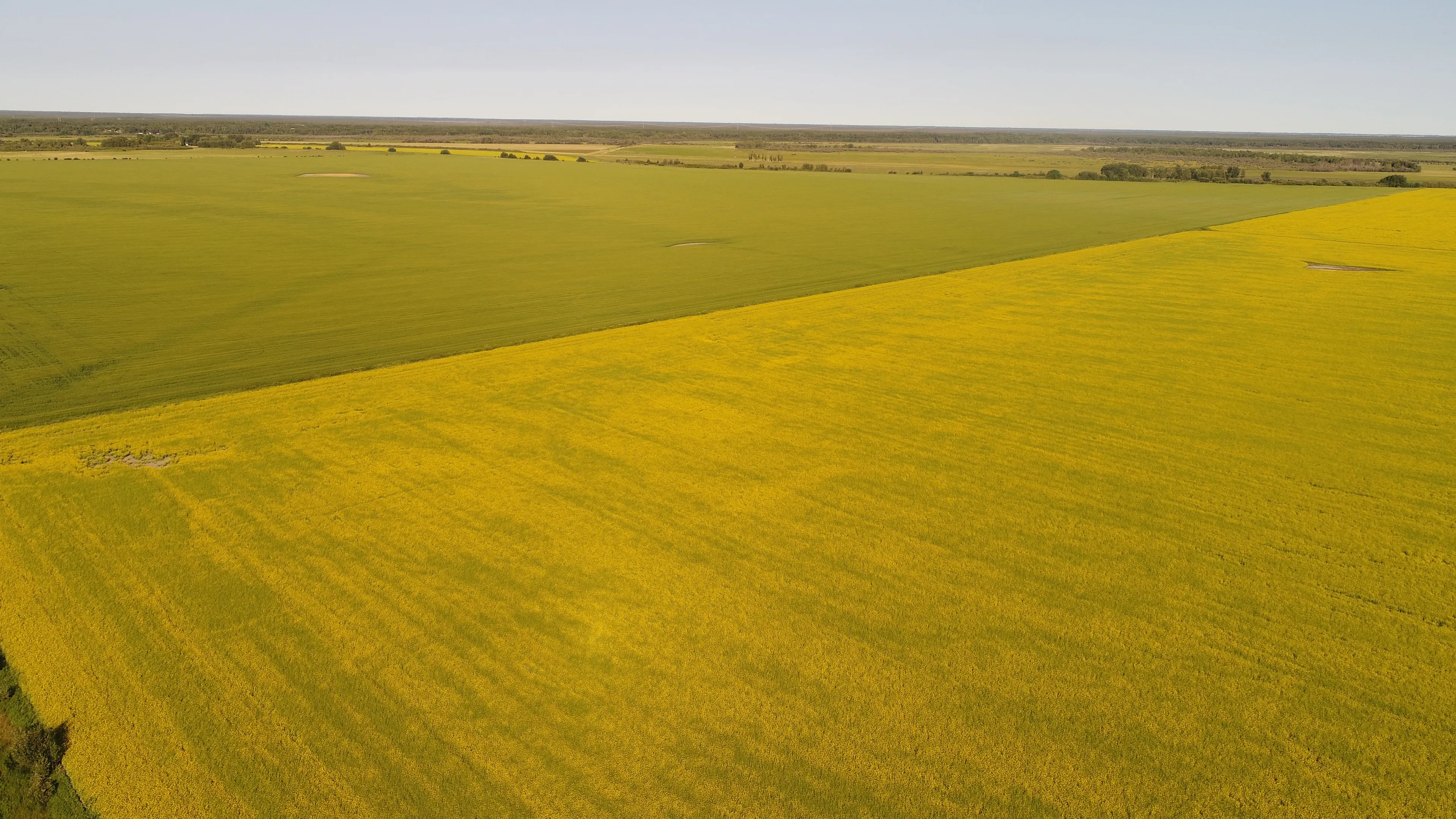 Three adjacent farms near The Pas, Man., are for sale (Darren Sander)