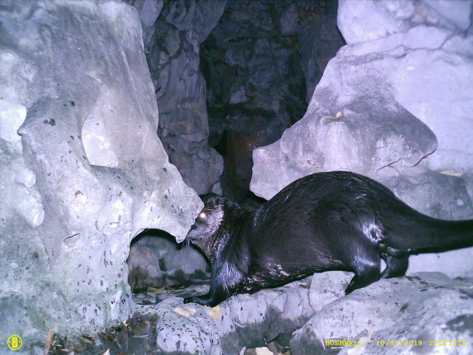 A surveillance shot of the otter during its return to the Dr. Sun Yat-Sen Classical Chinese Garden on Oct. 31 (Vancouver Park Board/CP)