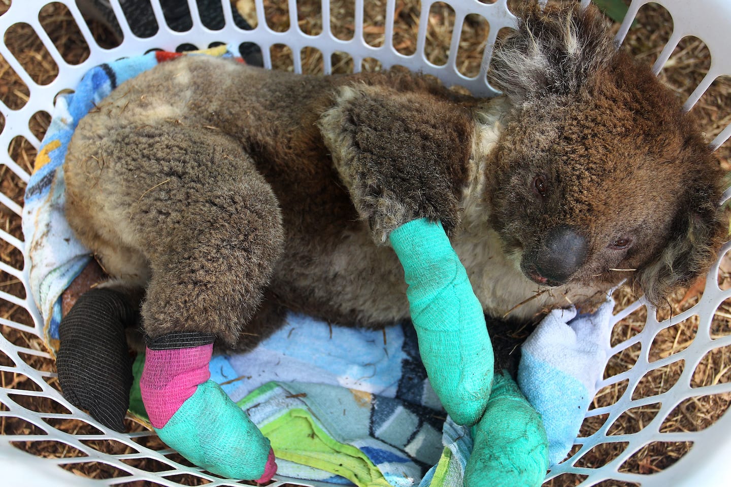An injured koala rests in a washing basket at the Kangaroo Island Wildlife Park in the Parndana region on Jan. 8, on Kangaroo Island, Australia. (Photo by Lisa Maree Williams/Getty Images)