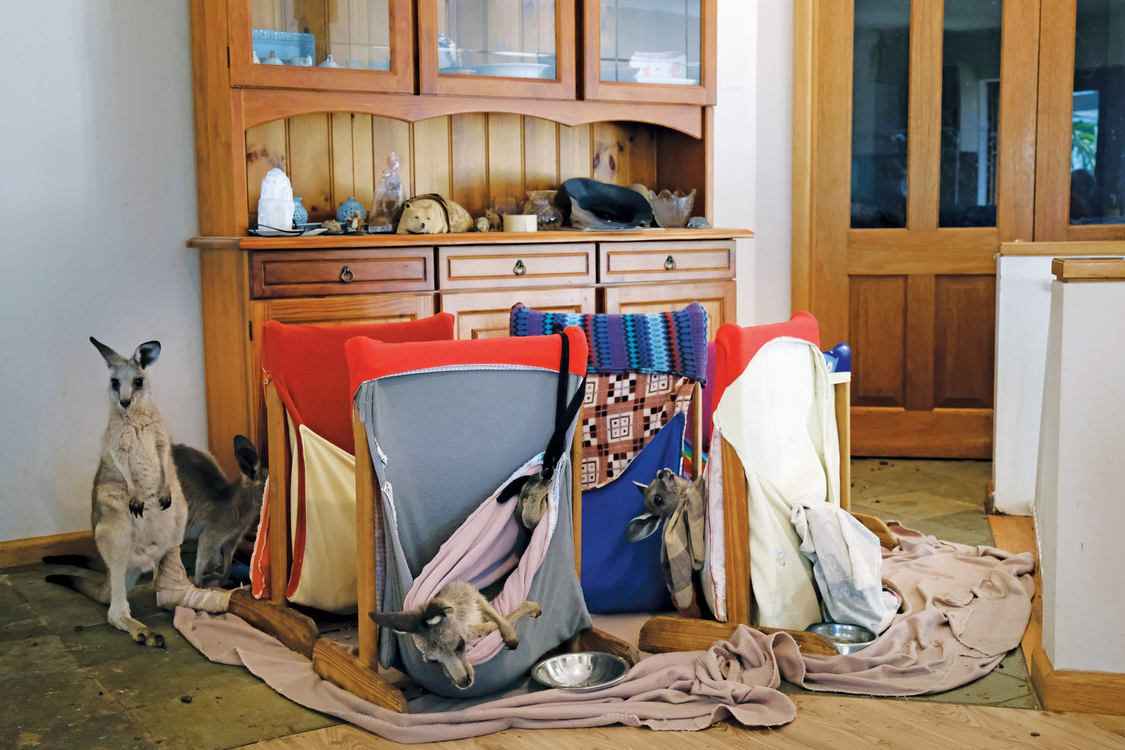 Joeys recover at Steve Garlick and Rosemary Austen's home, that they have converted into Kangaroo recovery facility. (Photograph by Jen Osborne)