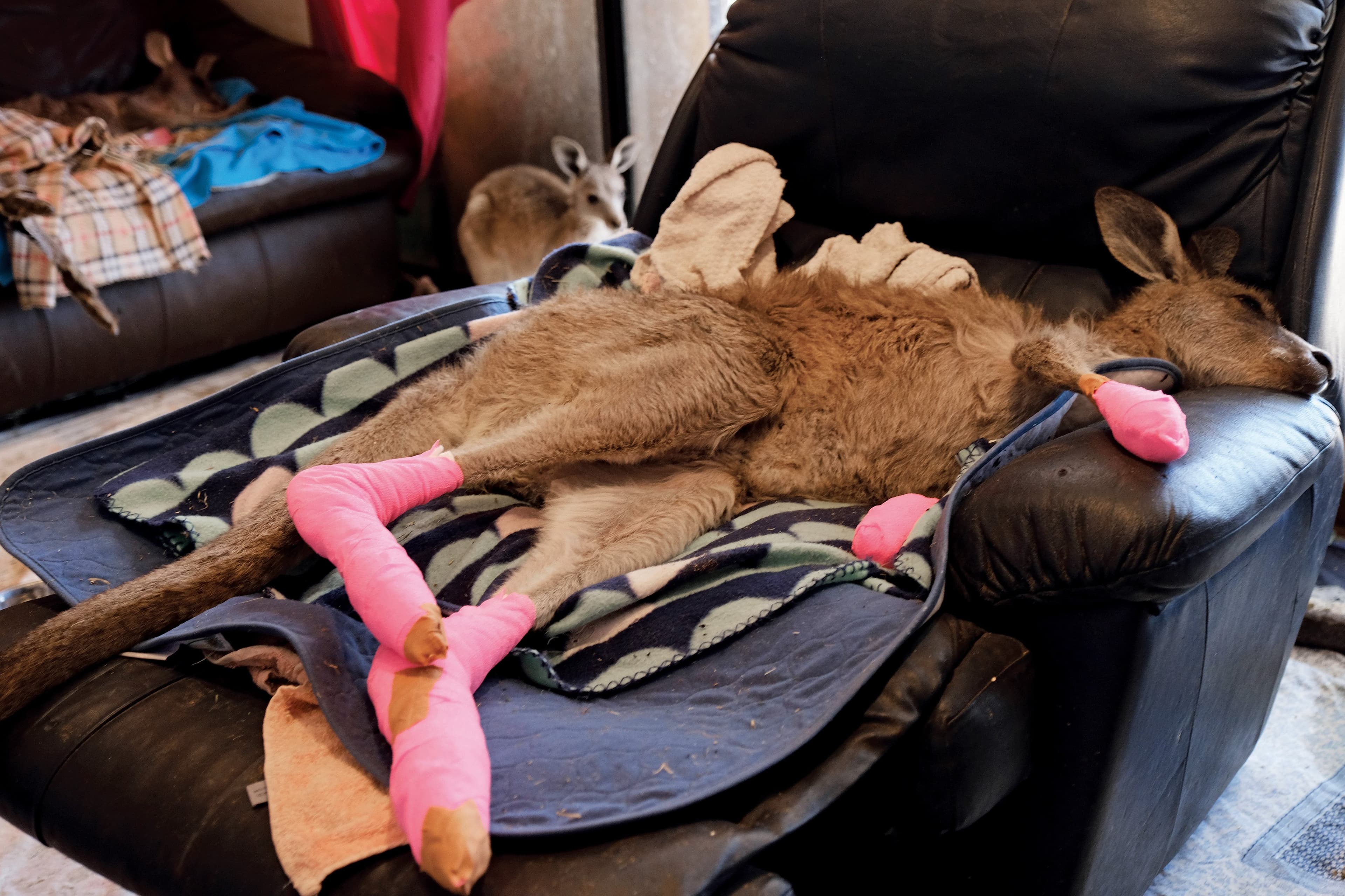 A kangaroo recovers from burns at Steve Garlick and Rosemary Austen's house. They have converted both their home and garage area into Kangaroo recovery facilities. They take care of burn victims from the fires, and they also host animals with a slew of other health issues. (Photograph by Jen Osborne)