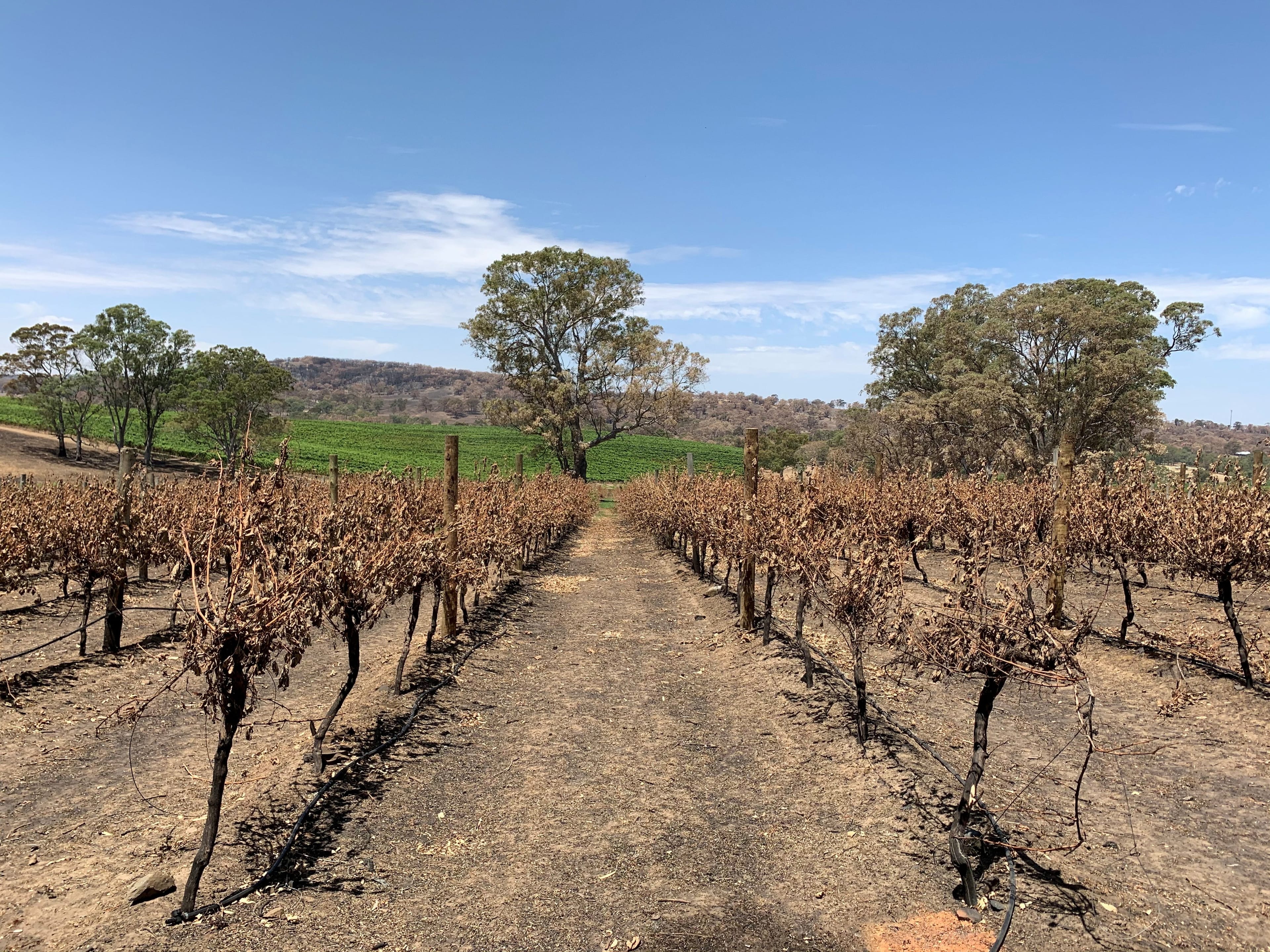 A general view of Tomich Winery following a bushfire in December 2019, in Adelaide Hills, Australia January 18, 2020. (Stefica Bikes/Reuters)