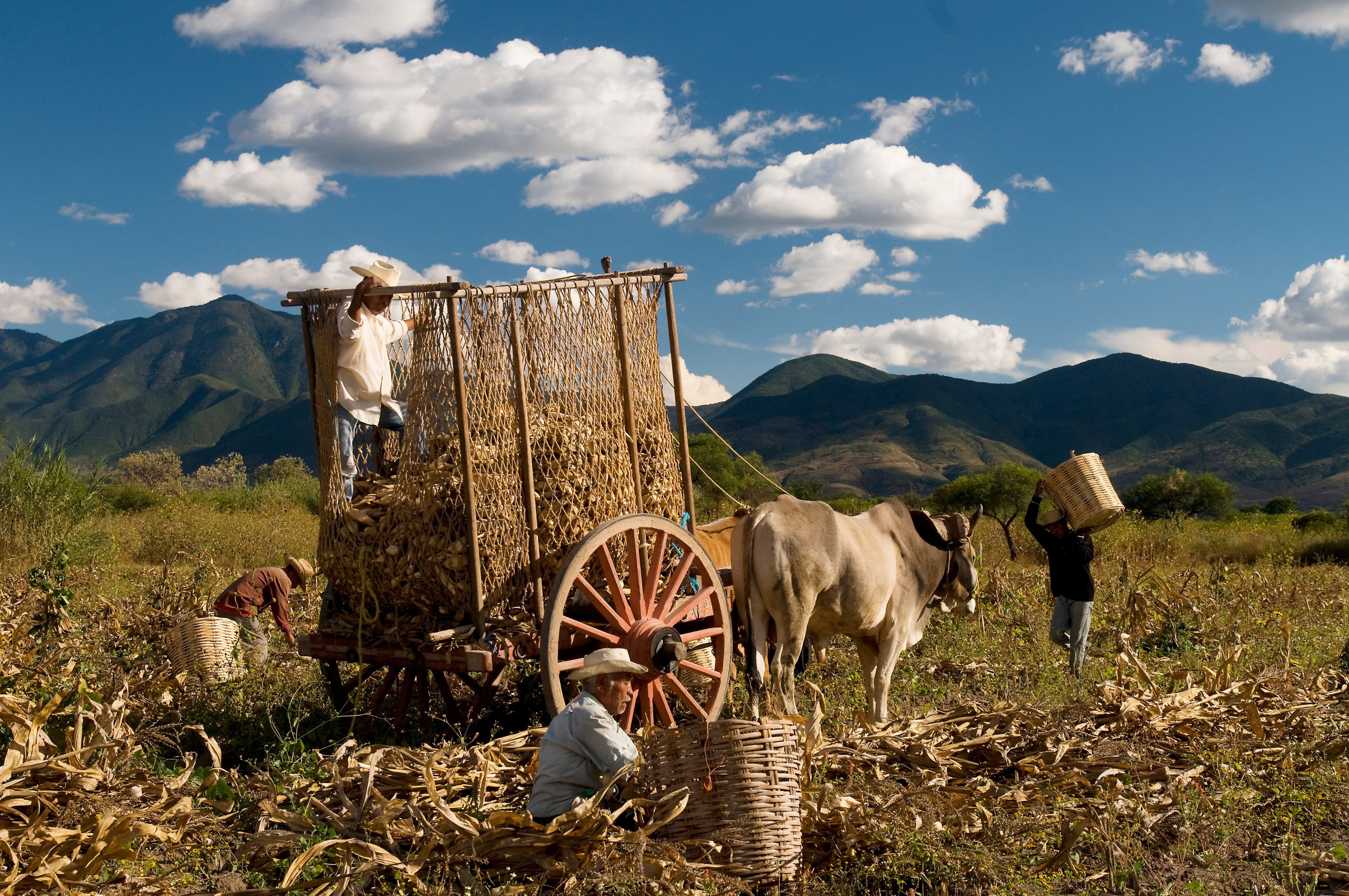 Ancestral maize farming is left largely in the hands of aging campesinos as younger workers put their tools down to seek work abroad to feed their families. San Sebastian Teitipac, Oaxaca, Mexico. (Jean-Claude Teyssier)