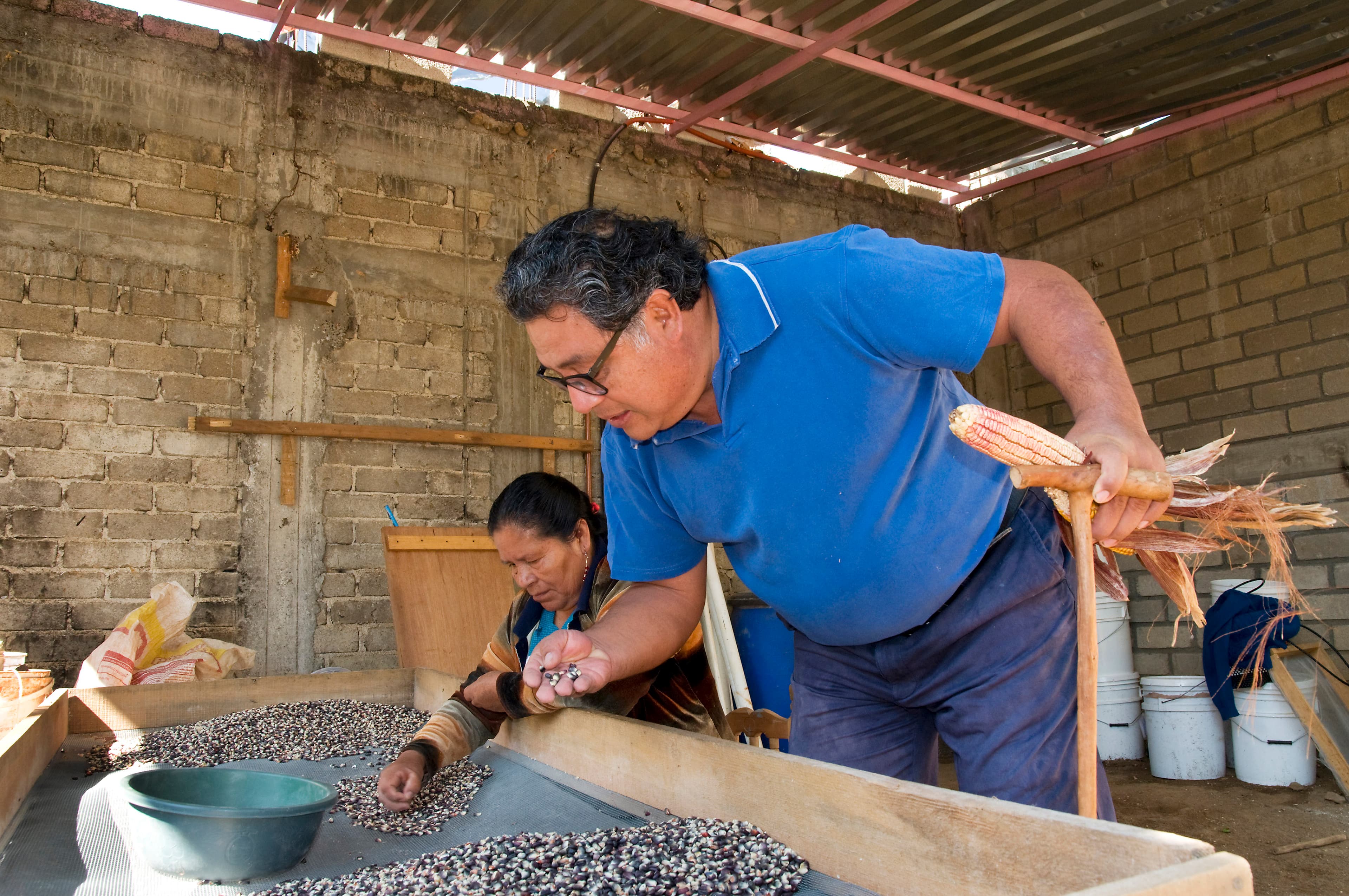Corn curator and agricultural engineer Amado Ramirez Leyva, checks the quality of heirloom corn intended for niche, gourmet markets. Santa Ana Zegache, Oaxaca. (Jean-Claude Teyssier)