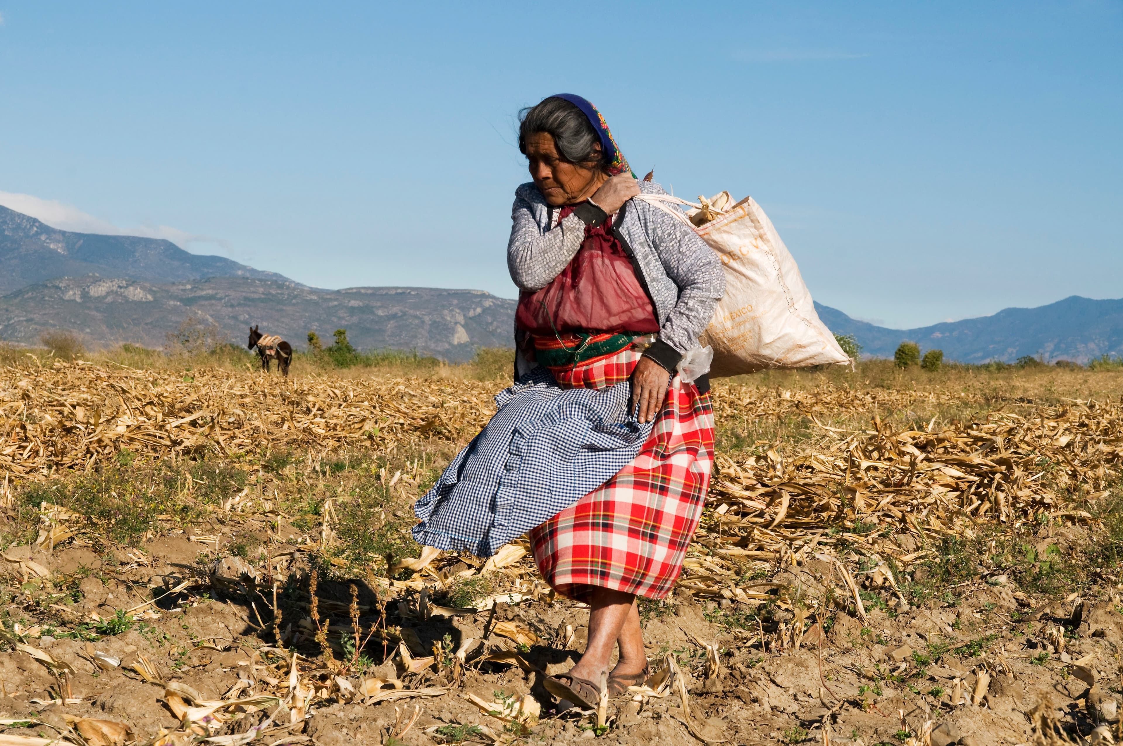 Felipa Martinez is an Indigenous campesino farmer from the central valleys of Oaxaca. She’s gathering dry corn stalks to take home to use as firewood and to feed her animals. Seven of her children have immigrated. (Jean-Claude Teyssier)