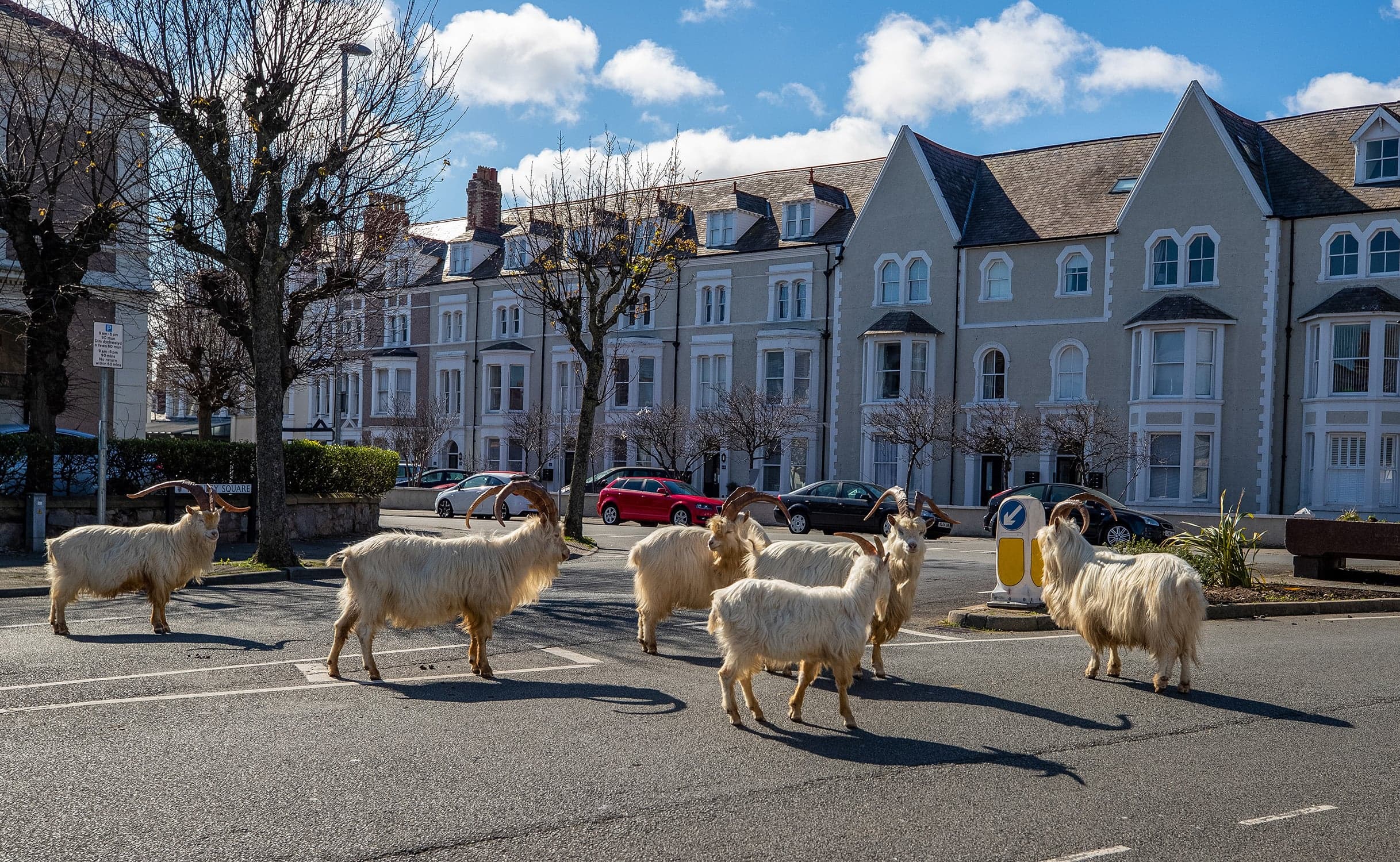 A herd of goats take advantage of quiet streets in Llandudno, north Wales. (Pete Byrne/PA Images/Getty Images)