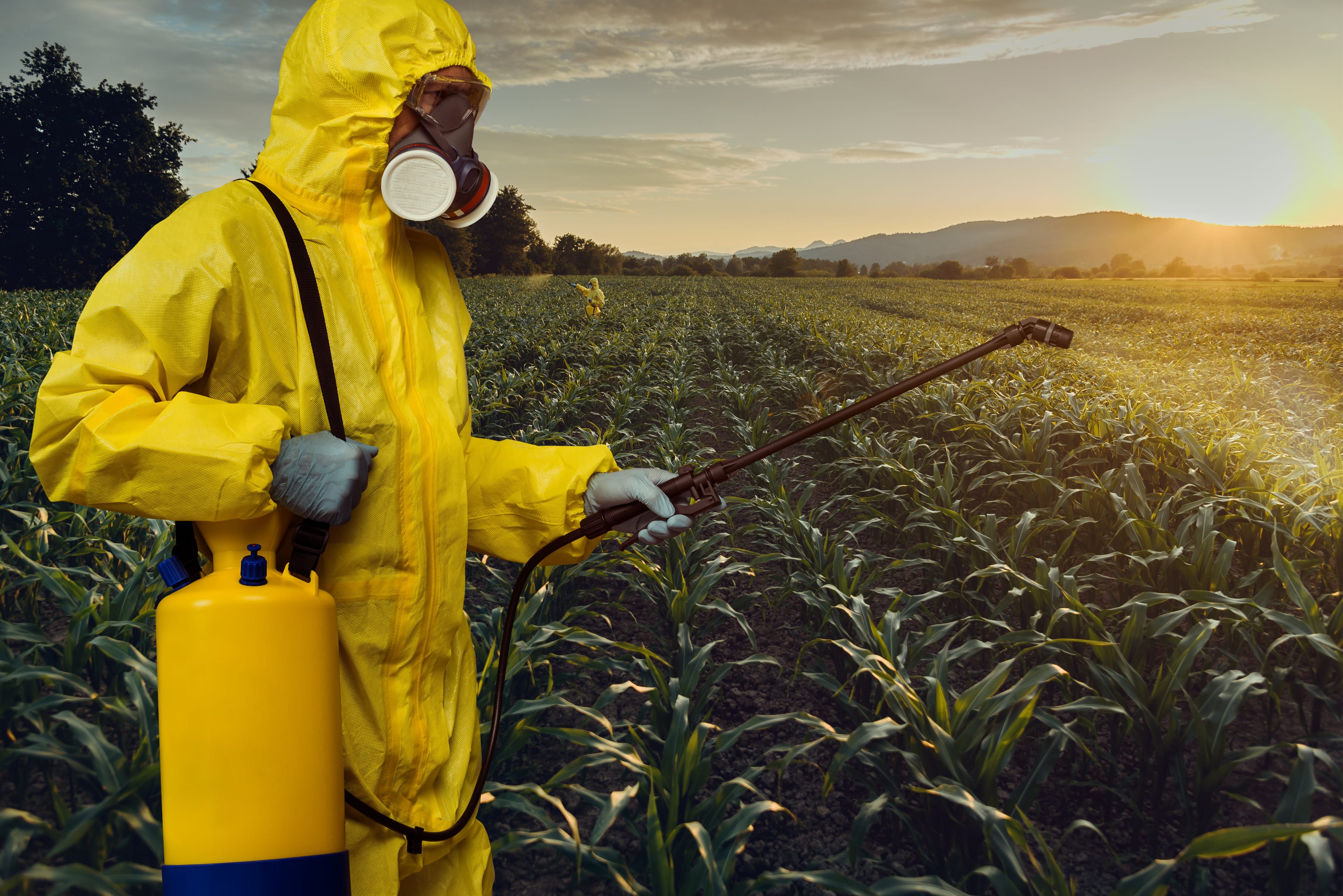 A worker sprays pesticides on a corn field (Getty Images)