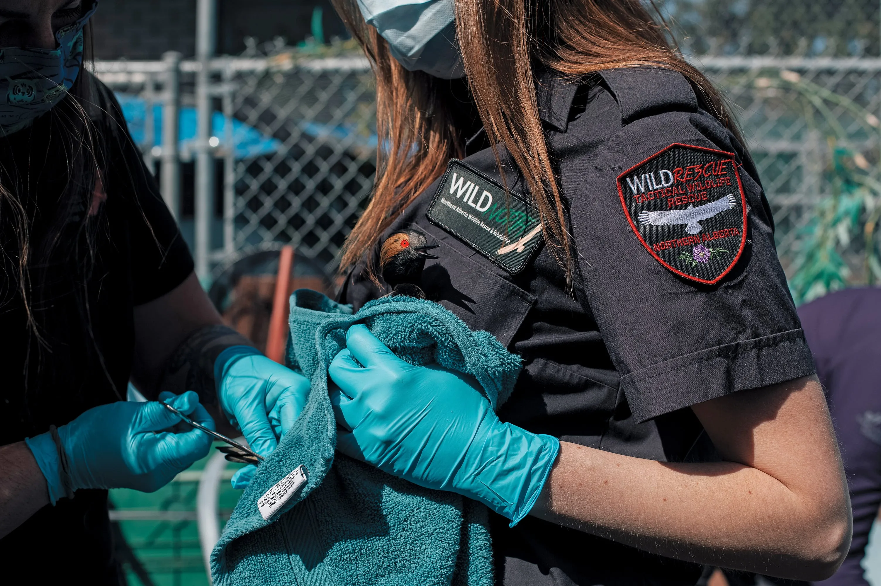 Employees at WILDNorth in Edmonton prepare an eared grebe for release back into the wild; each survivor is 'the best of the best,' says Blomme (Photograph by Amber Bracken)