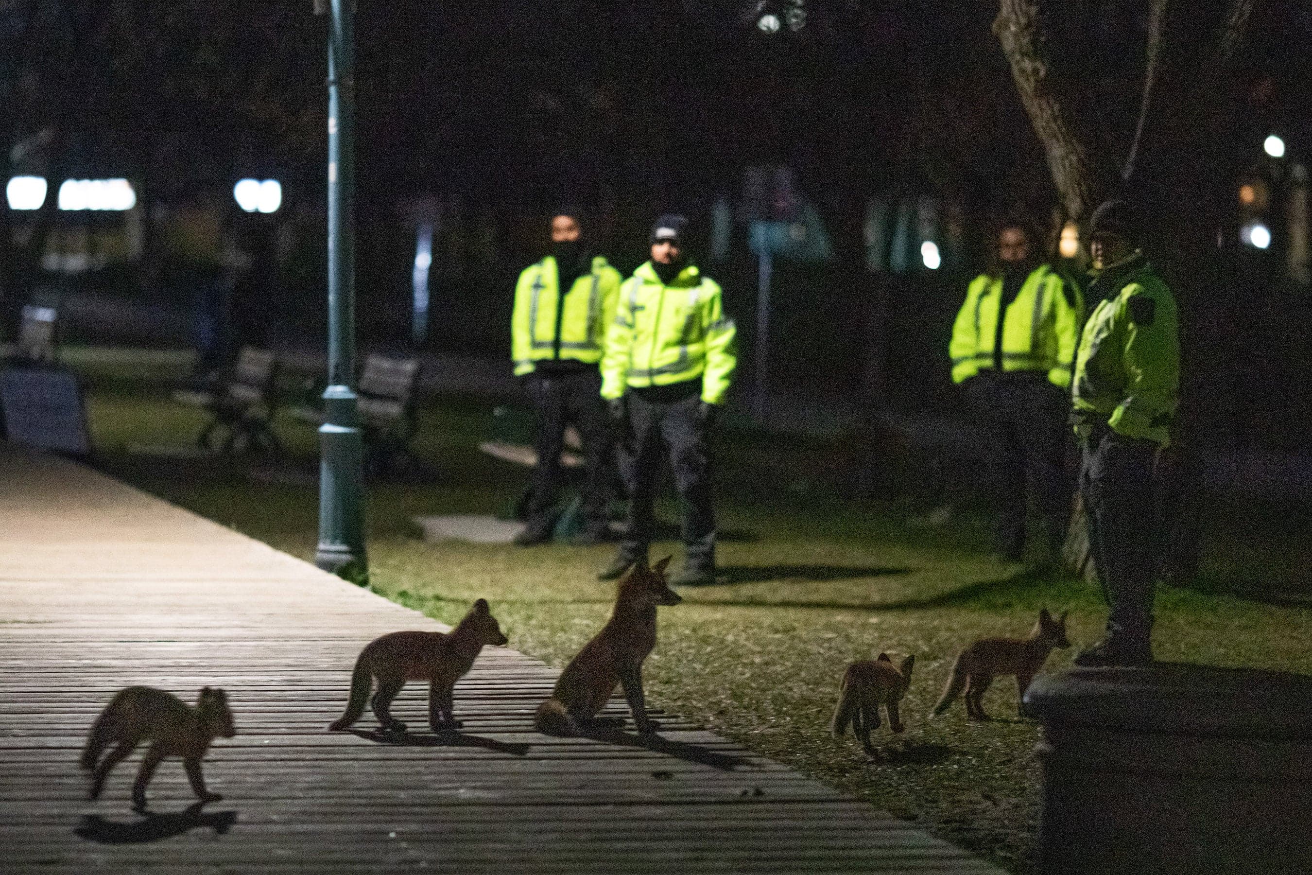 Volunteers endured verbal abuse and even threats of violence from people keen to see the foxes (Brett Gundlock/New York Times/Redux Pictures)