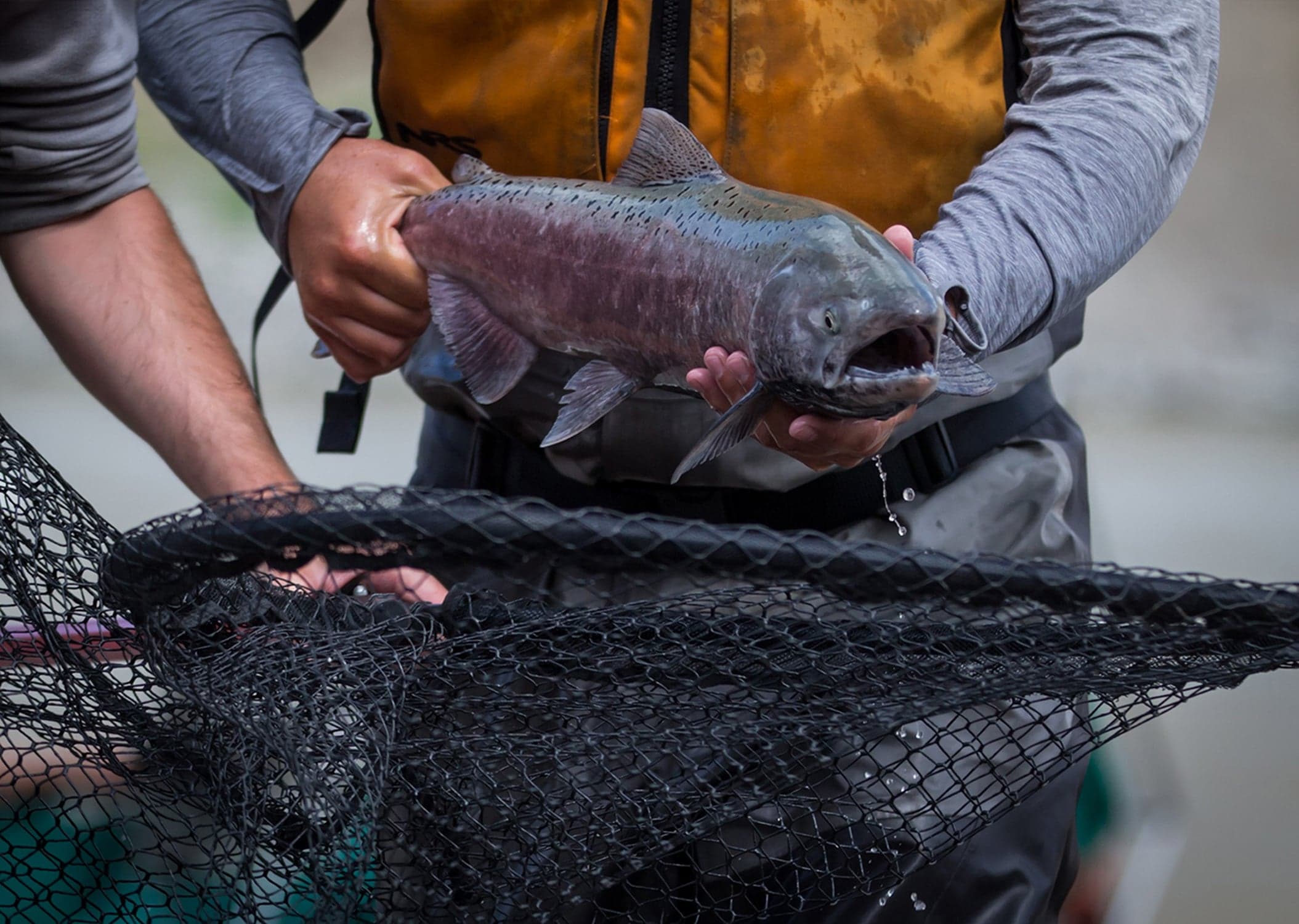 Last summer, before the portal was in place, salmon were being lifted over the rocks by helicopter (Darryl Dyck/CP)