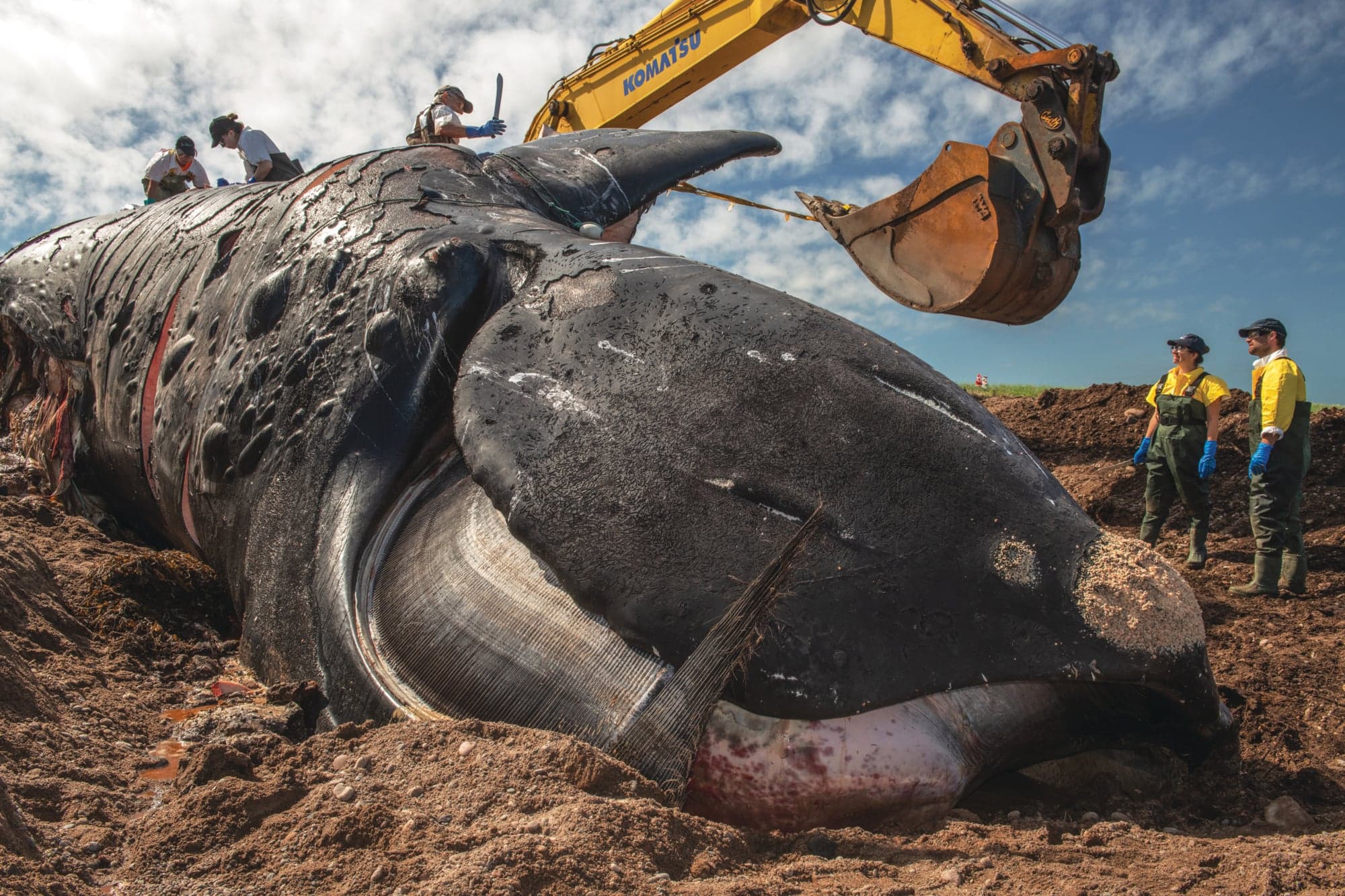 Punctuation, a large female right whale who scientists have been tracking since she was first spotted in 1981, had given birth to eight calves (Nick Hawkins)
