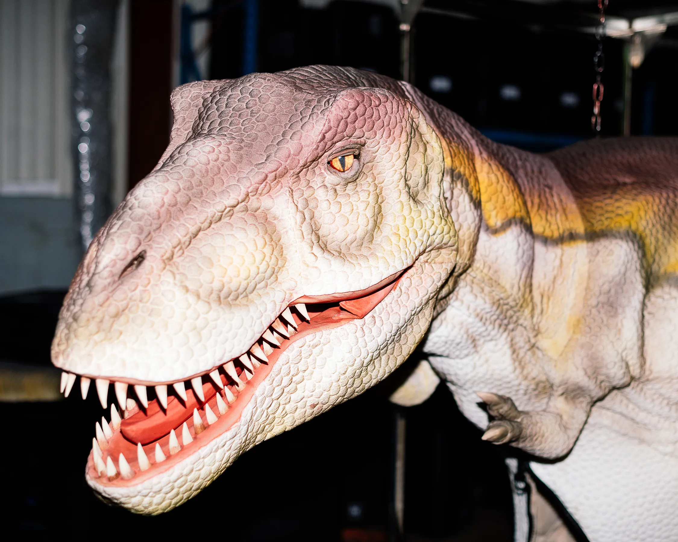 More than 500 dino-related items were up for grabs at Able Auctions in Langley, B.C., in what one auctioneer called a once-in-a-lifetime event (Photograph by Alana Paterson)