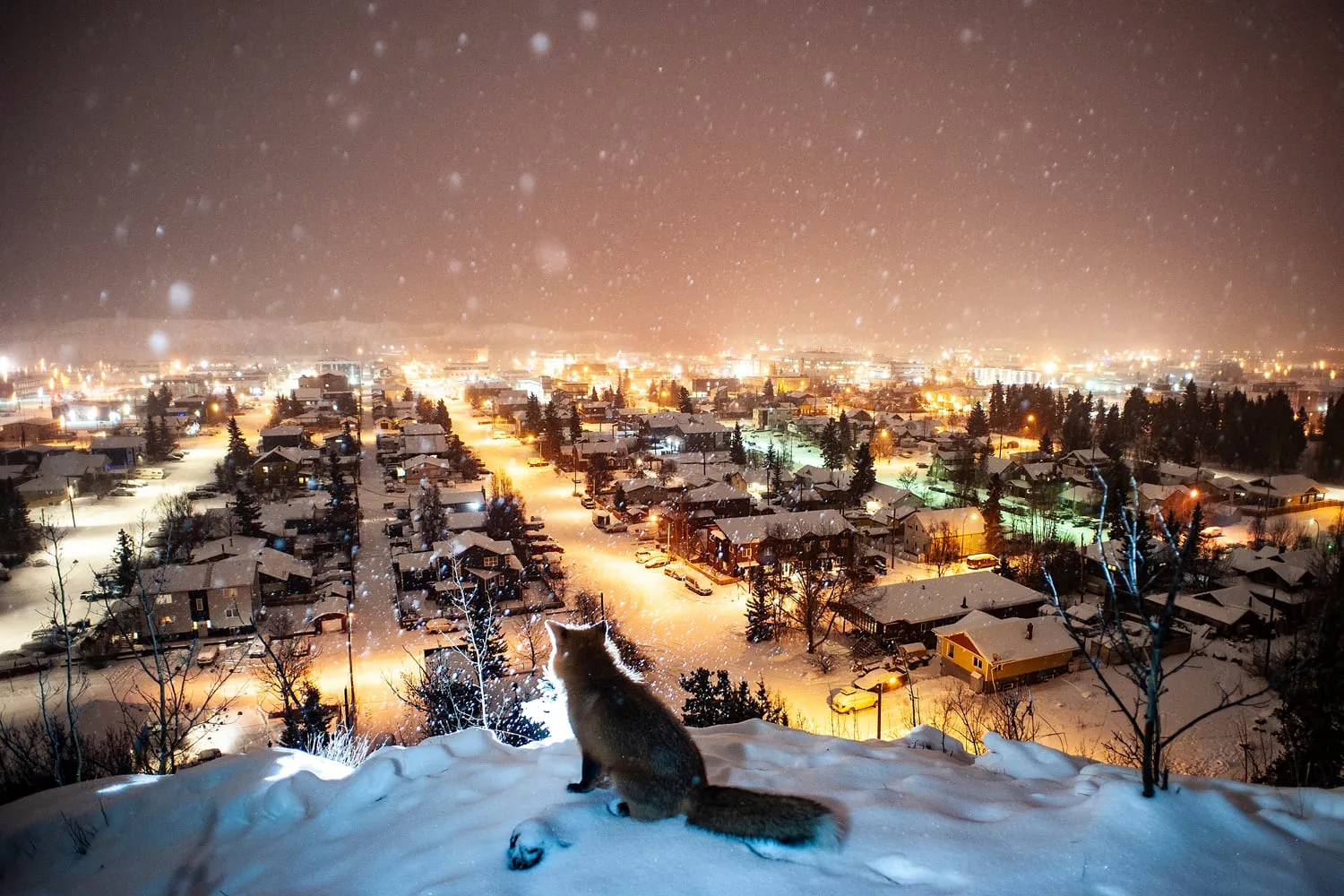 A fox takes a break on a viewpoint above Whitehorse, Yukon on a snowy night around Christmas. (Peter Mather)