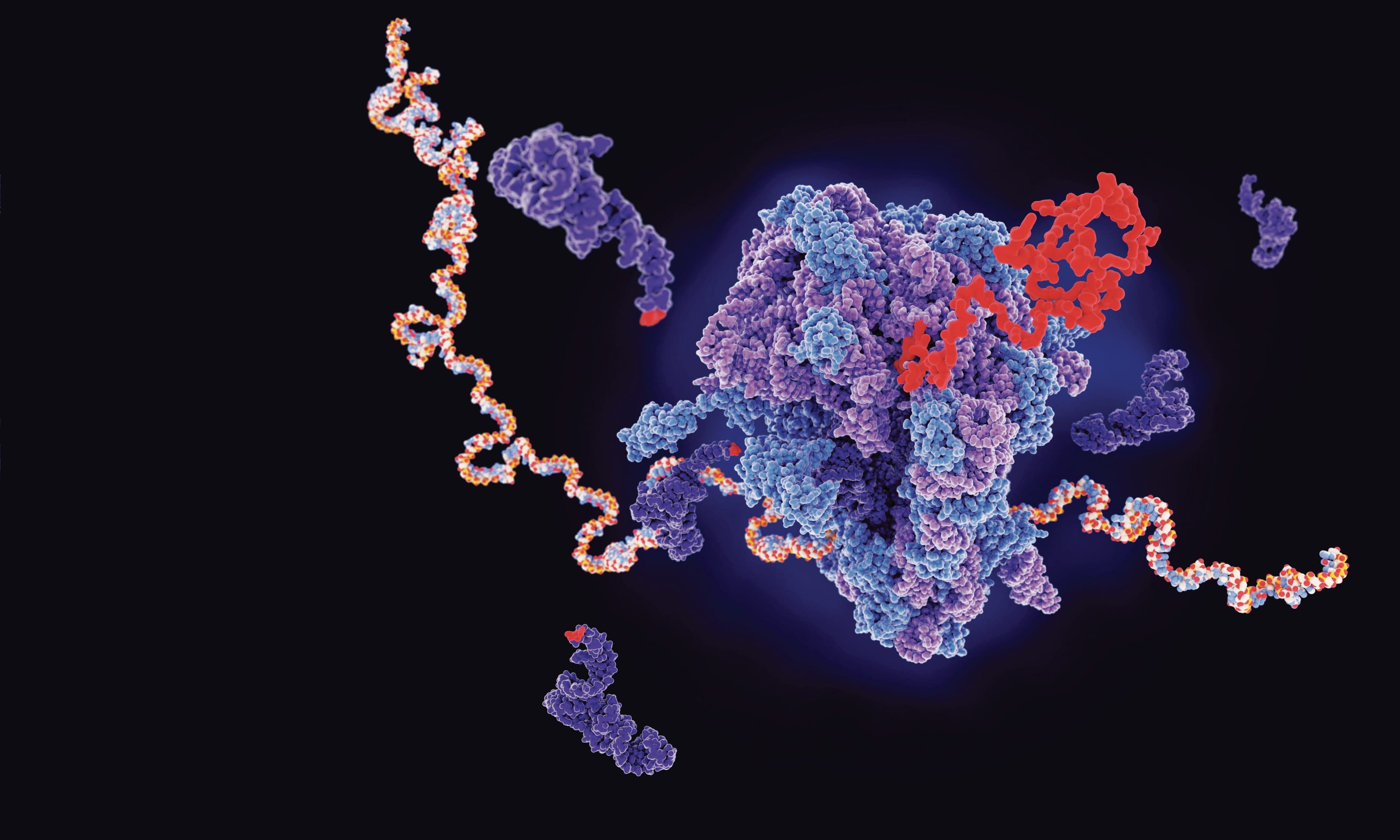 In this illustration, a ribosome (centre) is producing a protein (red) from an mRNA template (multicoloured); the COVID-19 vaccine uses mRNA to teach our bodies to recognize and attack the virus’s protein (Juan Gaertner/Science Photo Library/Getty Images)