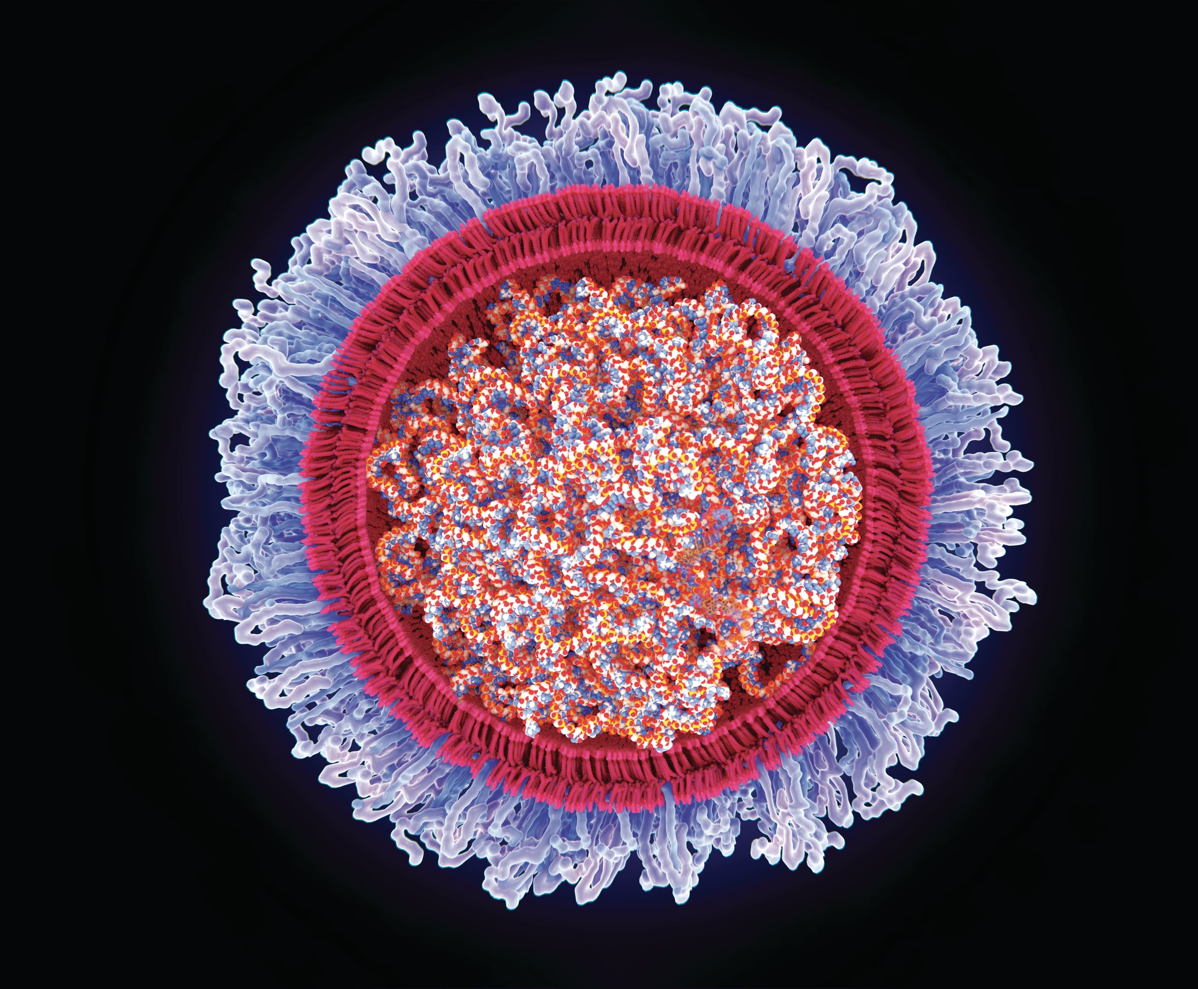 An illustrated cross section of the COVID-19 mRNA vaccine with its lipid coating. (Juan Gaertner/Science Photo Library/Getty Images)