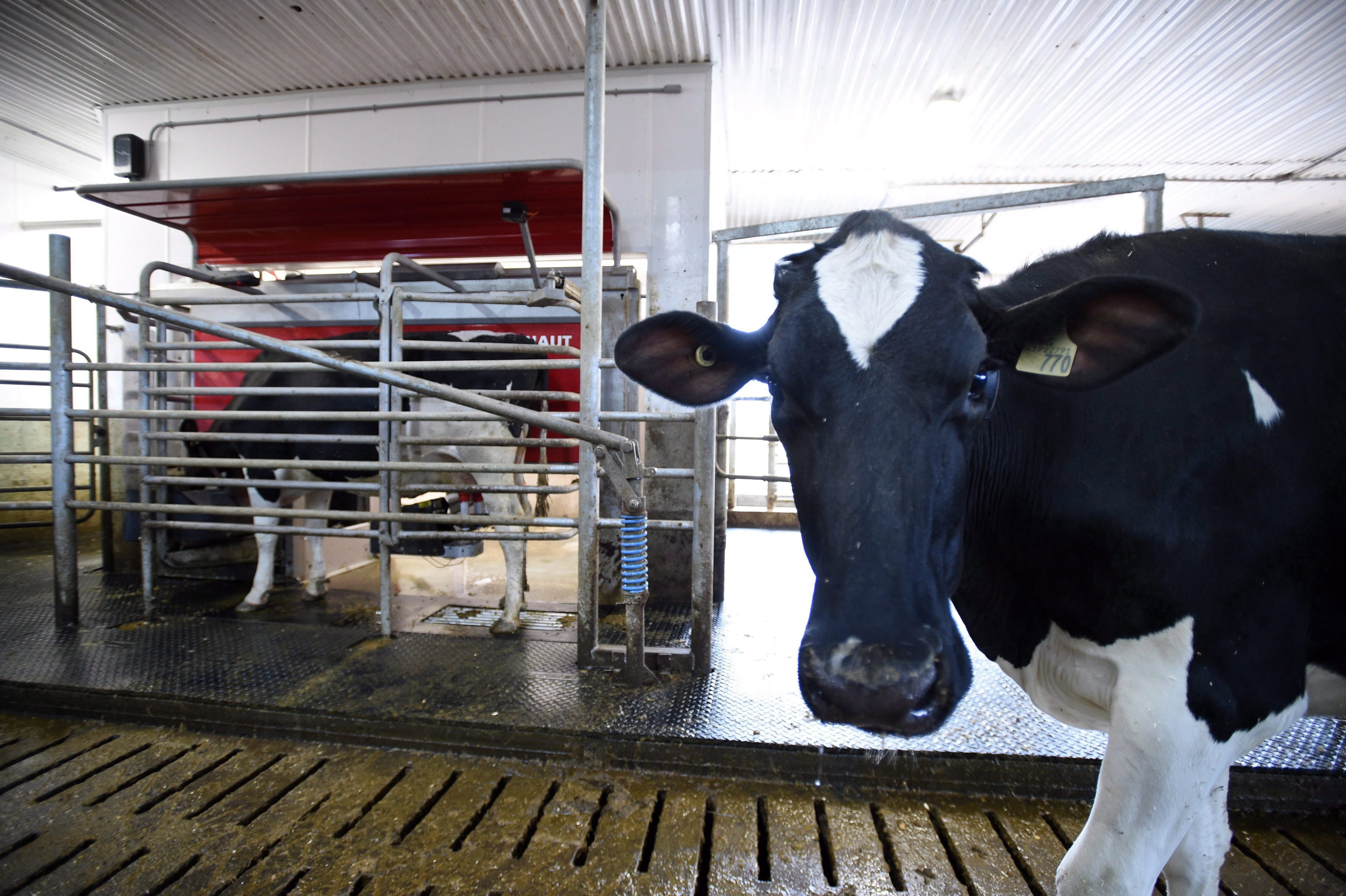 A dairy cow waits in line to be milked at a farm in Eastern Ontario on April 19, 2017 (CP/Sean Kilpatrick)