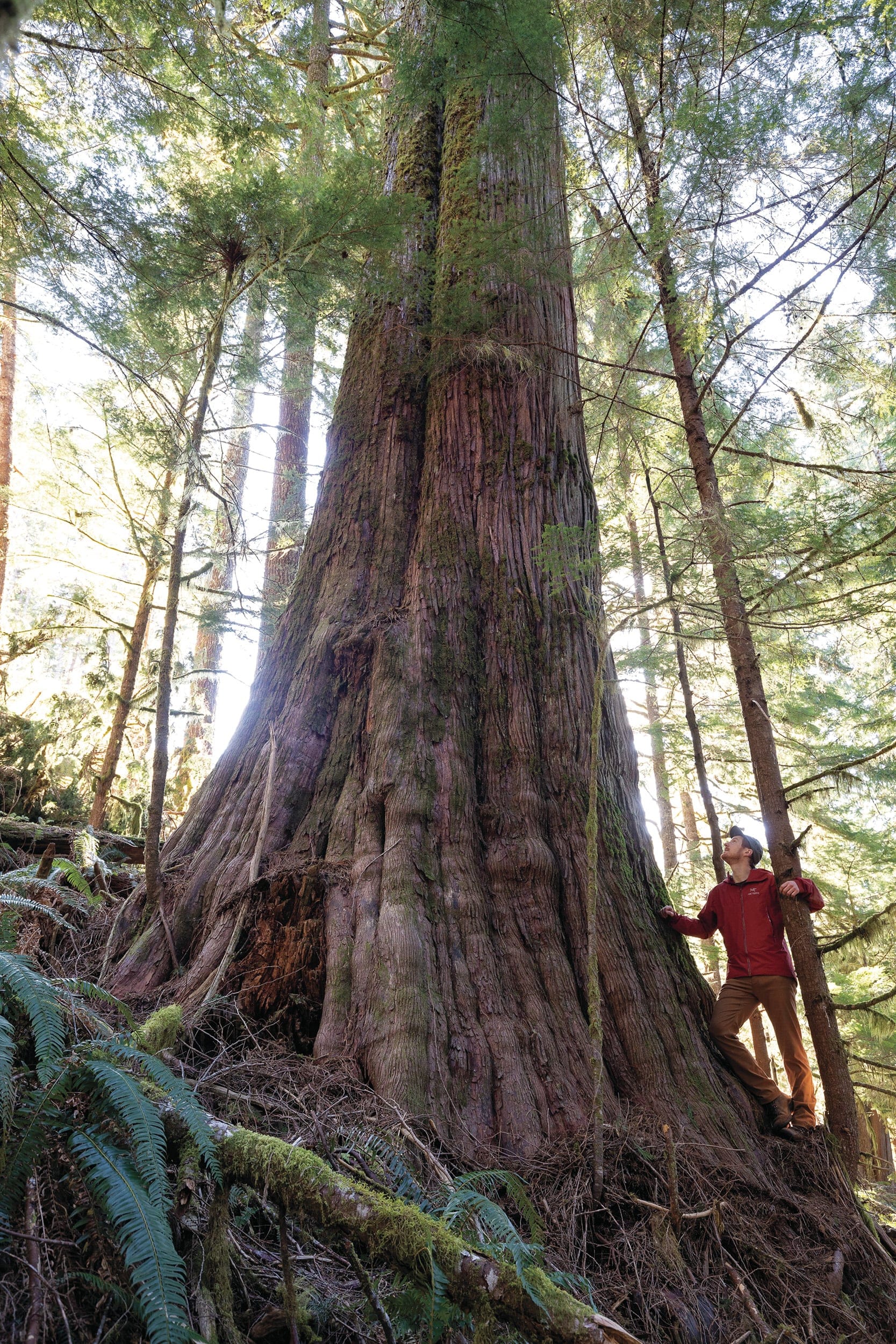 Watt’s ‘before and after’ photos have drawn worldwide attention to old-growth logging in B.C. (TJ Watt)