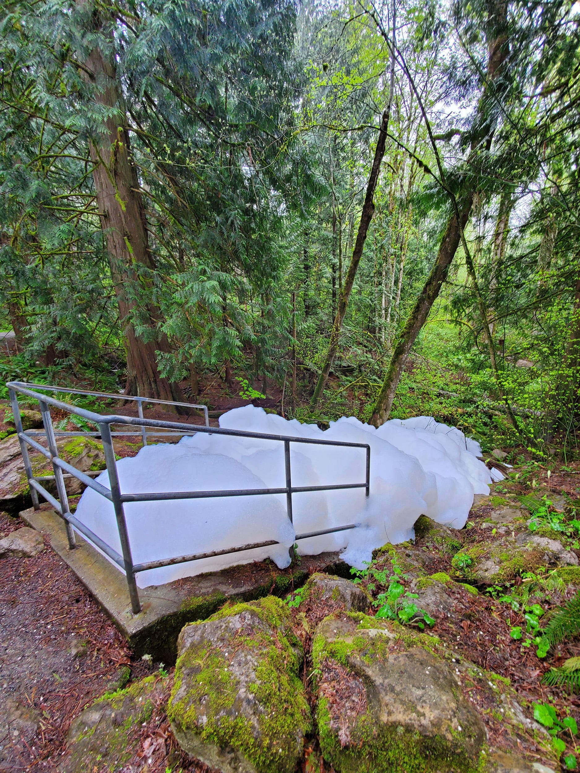 In an effort to curb moss on the rooftops, a contractor sprinkled them with Tide; the result was green spaces overrun with suds