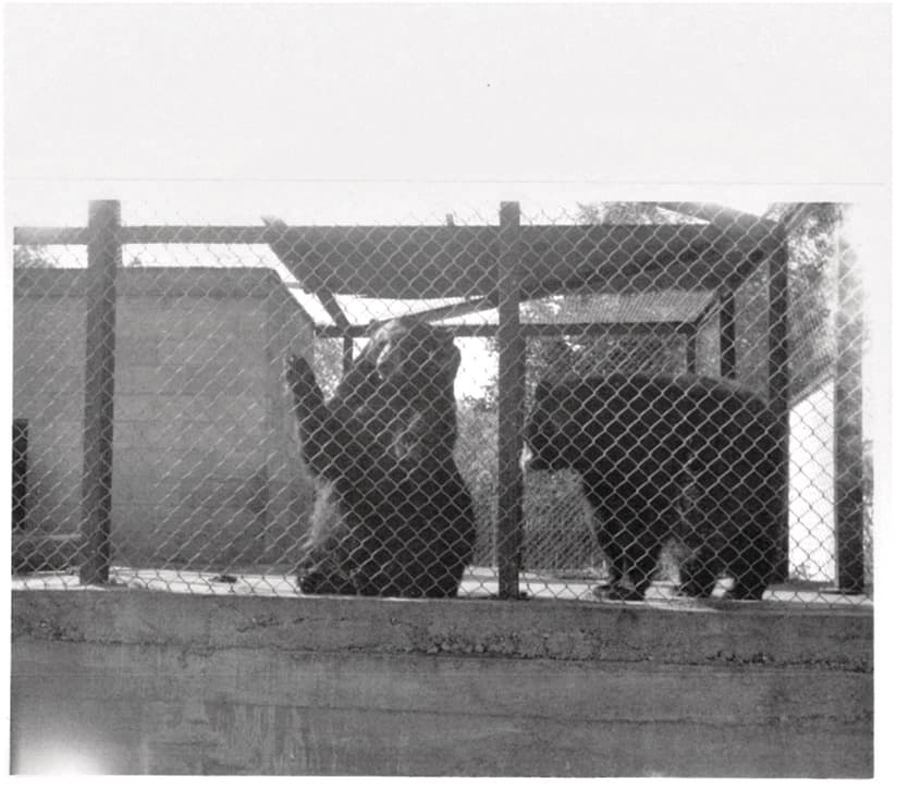 Buster and Bandy (Courtesy of the Tweed and Area Heritage Centre)