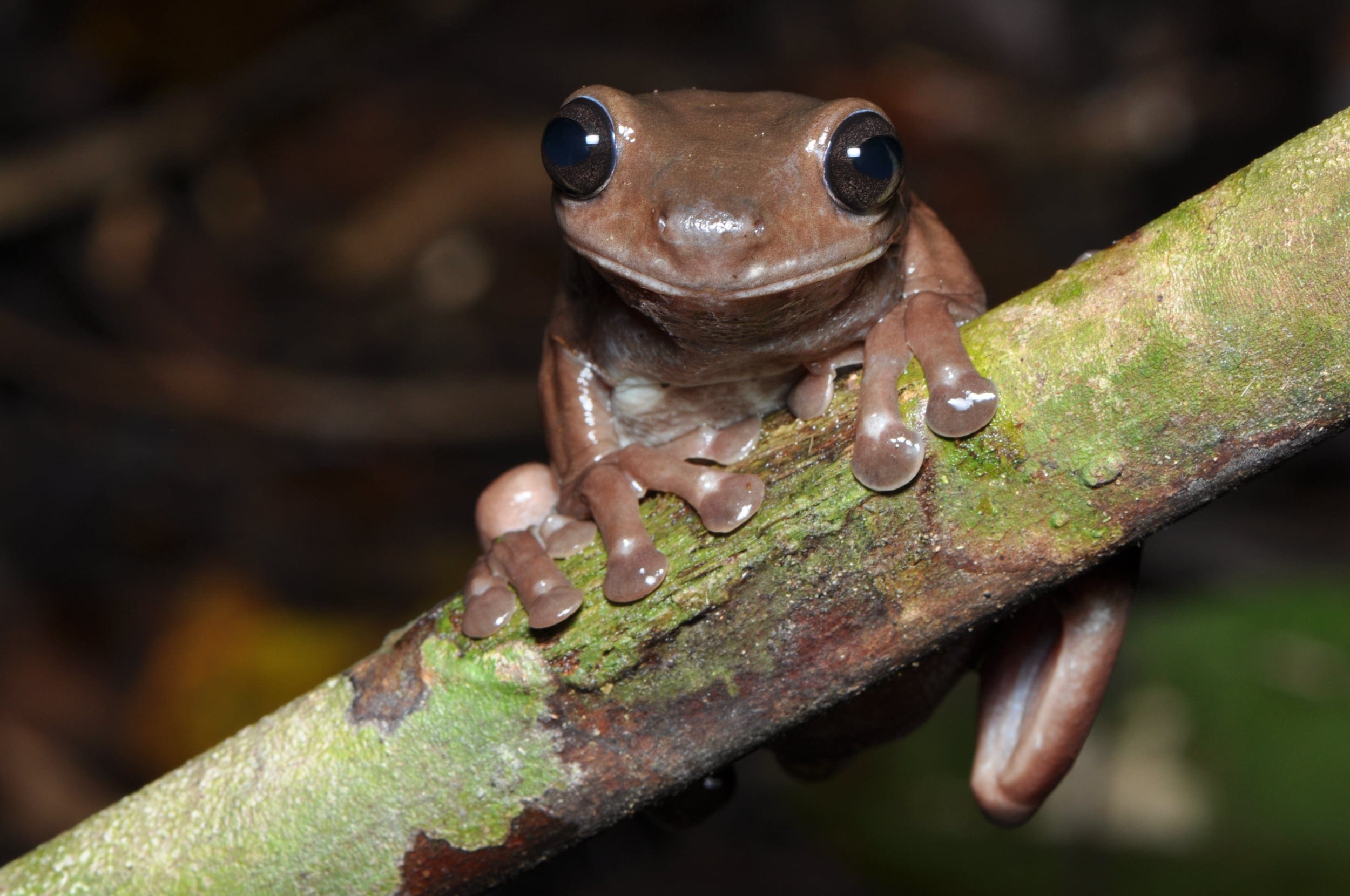 Litoria mira (Courtesy of Steve Richards/South Australian Museum)