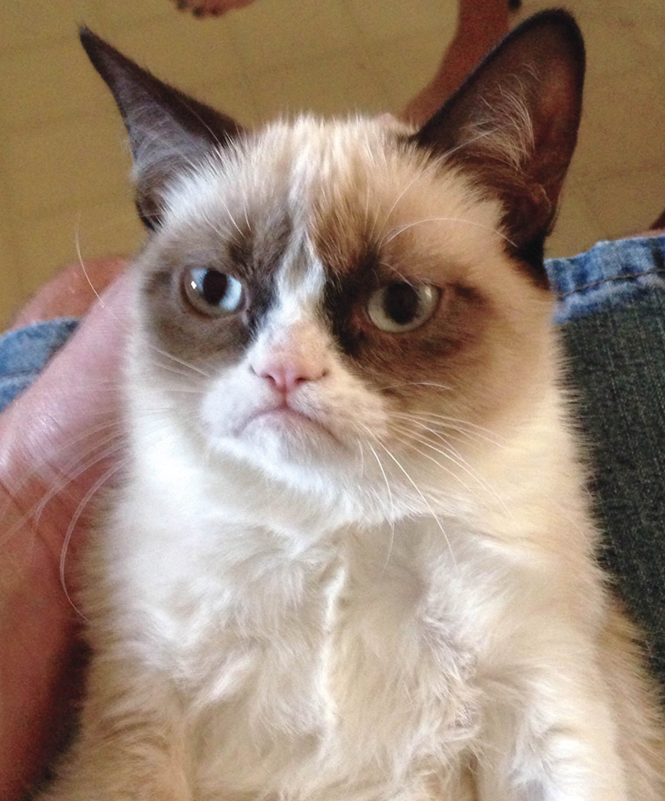 (Grumpy Cat/Foundation)