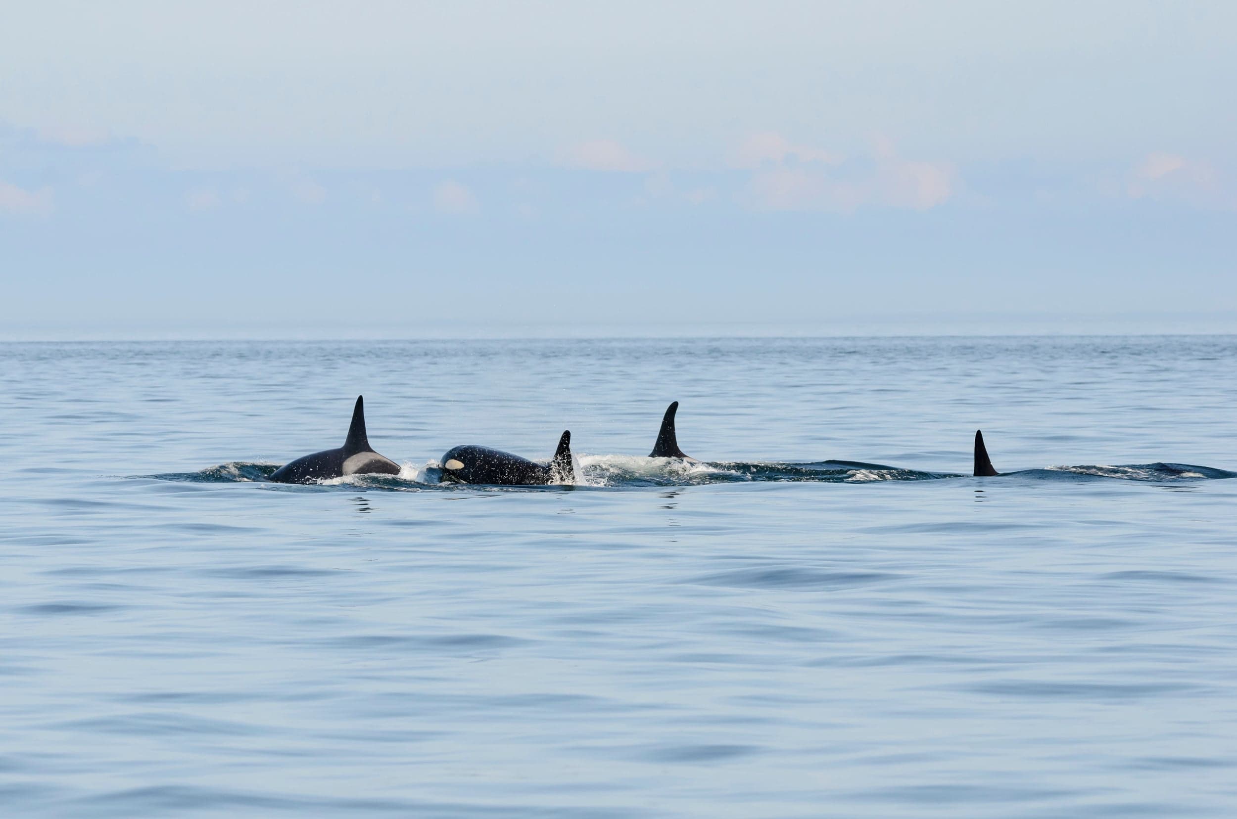 The J-pod resident orcas gather in the Salish Sea ( Marli Wakeling/Alamy)
