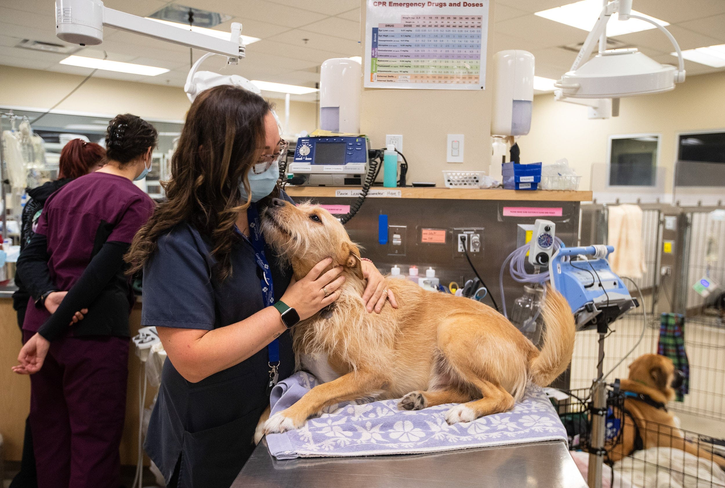 Simon at work: demand for vet services soared during the pandemic, but supply is flat (Photograph by Jason Franson)