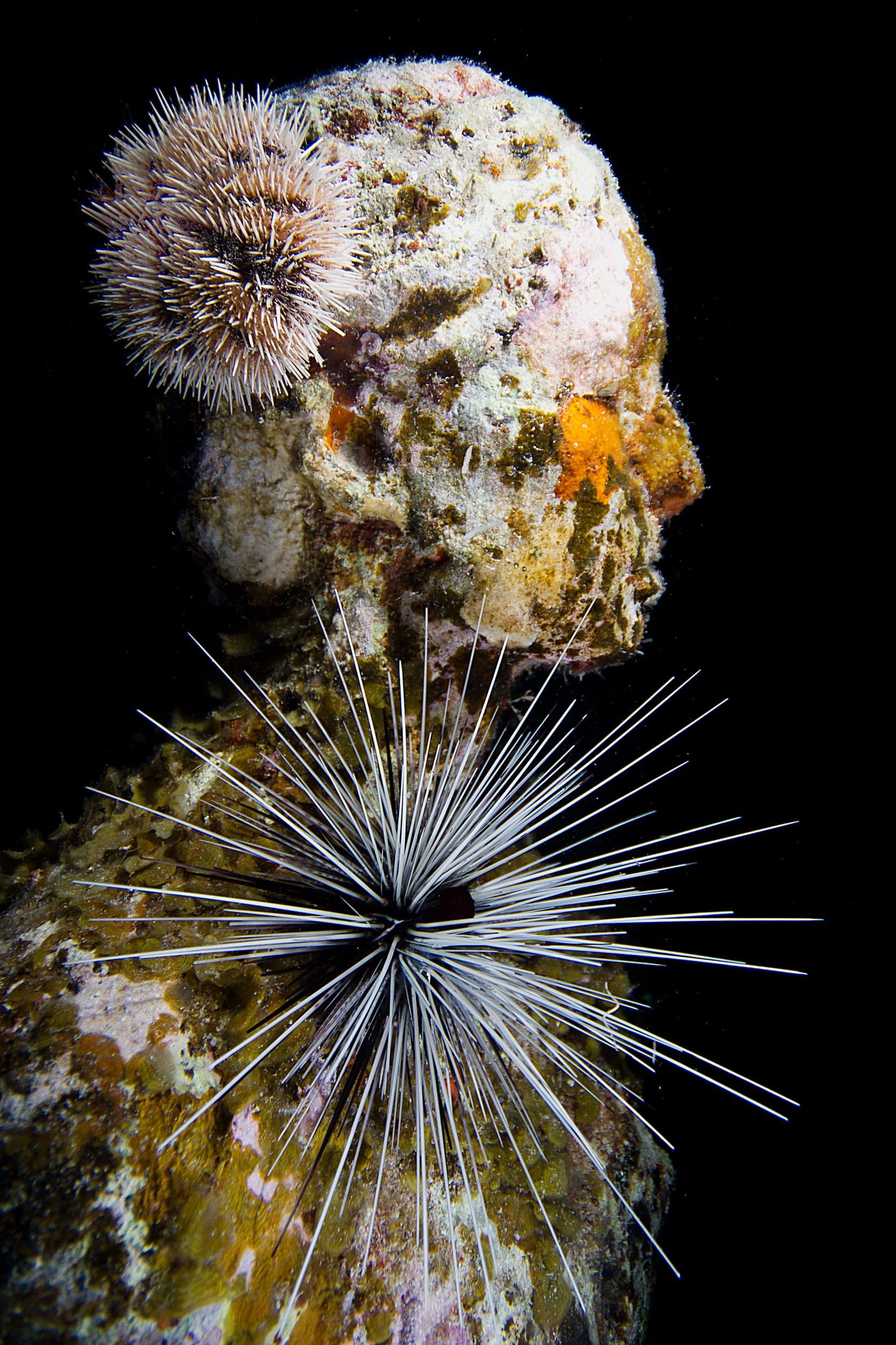 One of the sculptures that is part of Silent Evolution located in Mexico at the Museo Subacuático de Arte (MUSA). The image was taken during a night dive and shows the coral growth and marine life living on the sculptures. More information about the installation can be found: https://www.underwatersculpture.com/projects/musa-mexico/ (Courtesy of @jasondecairestaylor /www.underwatersculpture.com)