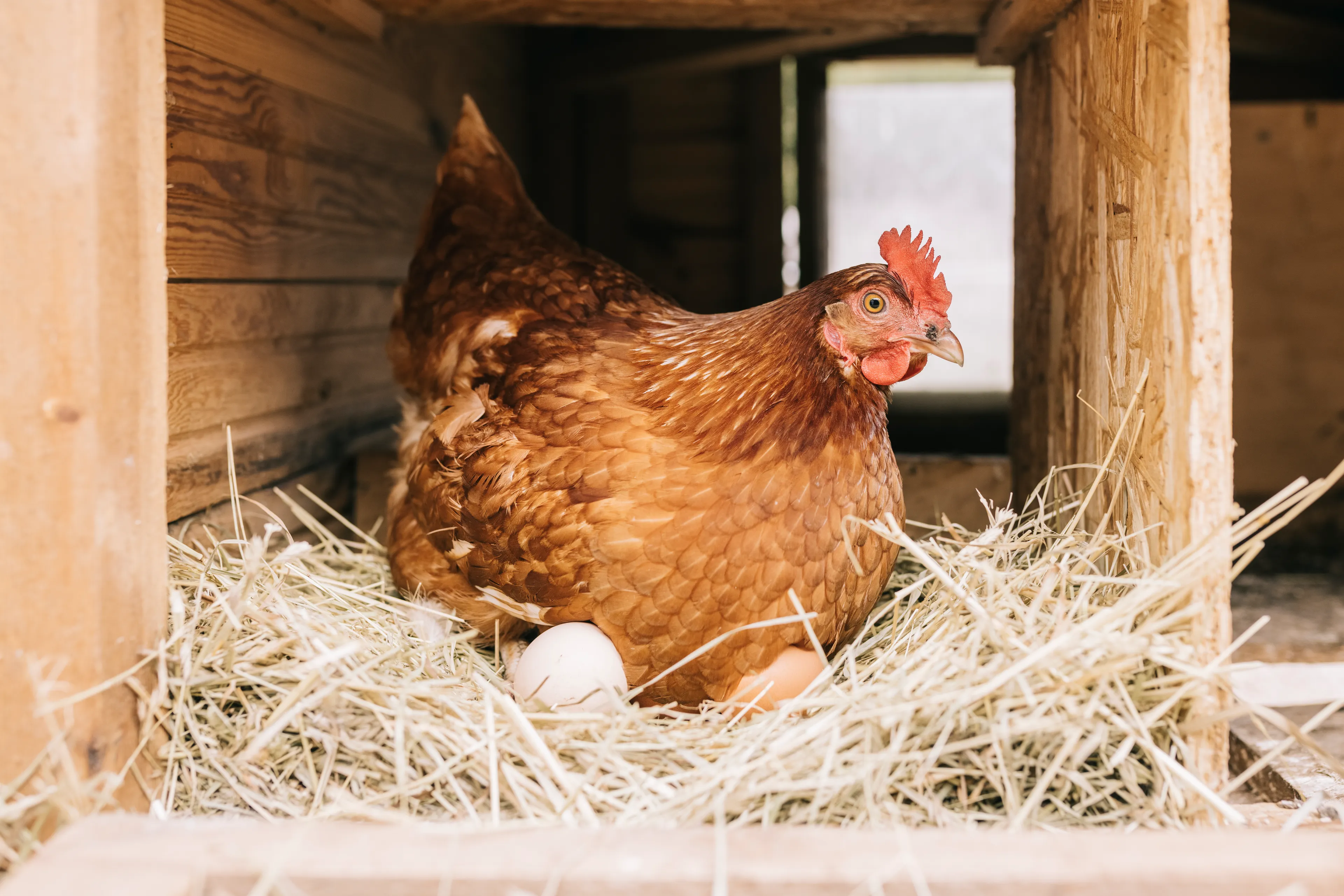 Over the past decade, cities across Canada have been piloting urban hen programs (Photo courtesy iStock)