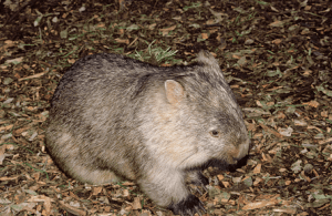 Wombats not worth saving