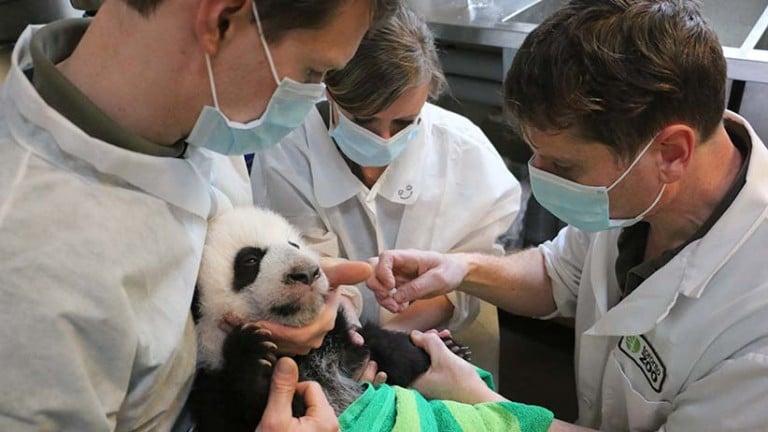 <p>Zookeepers provide a health check to one of the Giant Panda cubs. (Toronto Zoo).</p>

