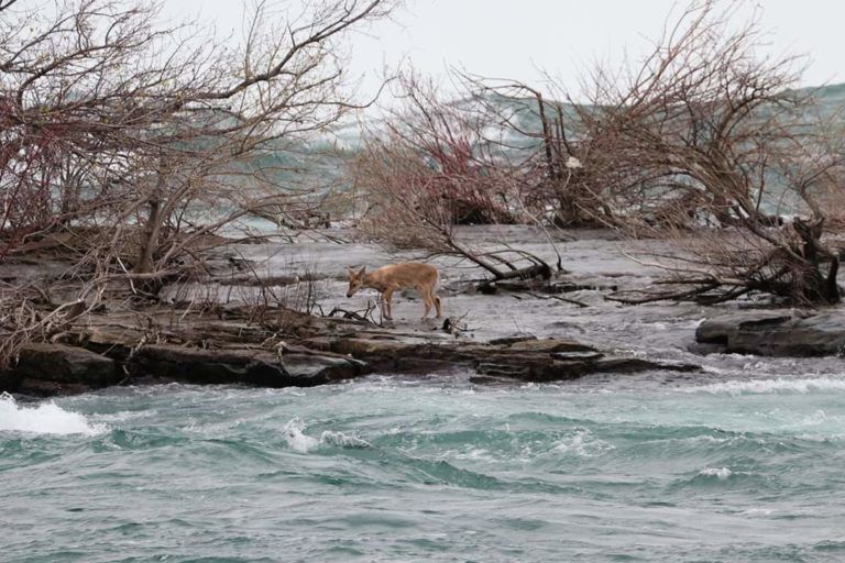 The white-tailed deer stranded on a small, nameless island next to Horseshoe Falls (Kip Finn)