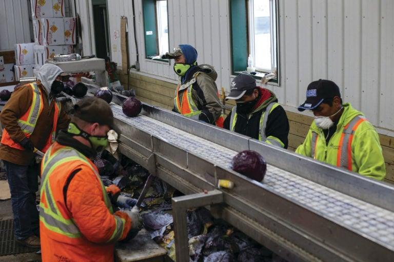Migrant workers wear masks and practice social distancing to help slow the spread of coronavirus while trimming red cabbage at Mayfair Farms in Portage la Prairie, M.B., in April 2020 (Shannon VanRaes/Reuters)