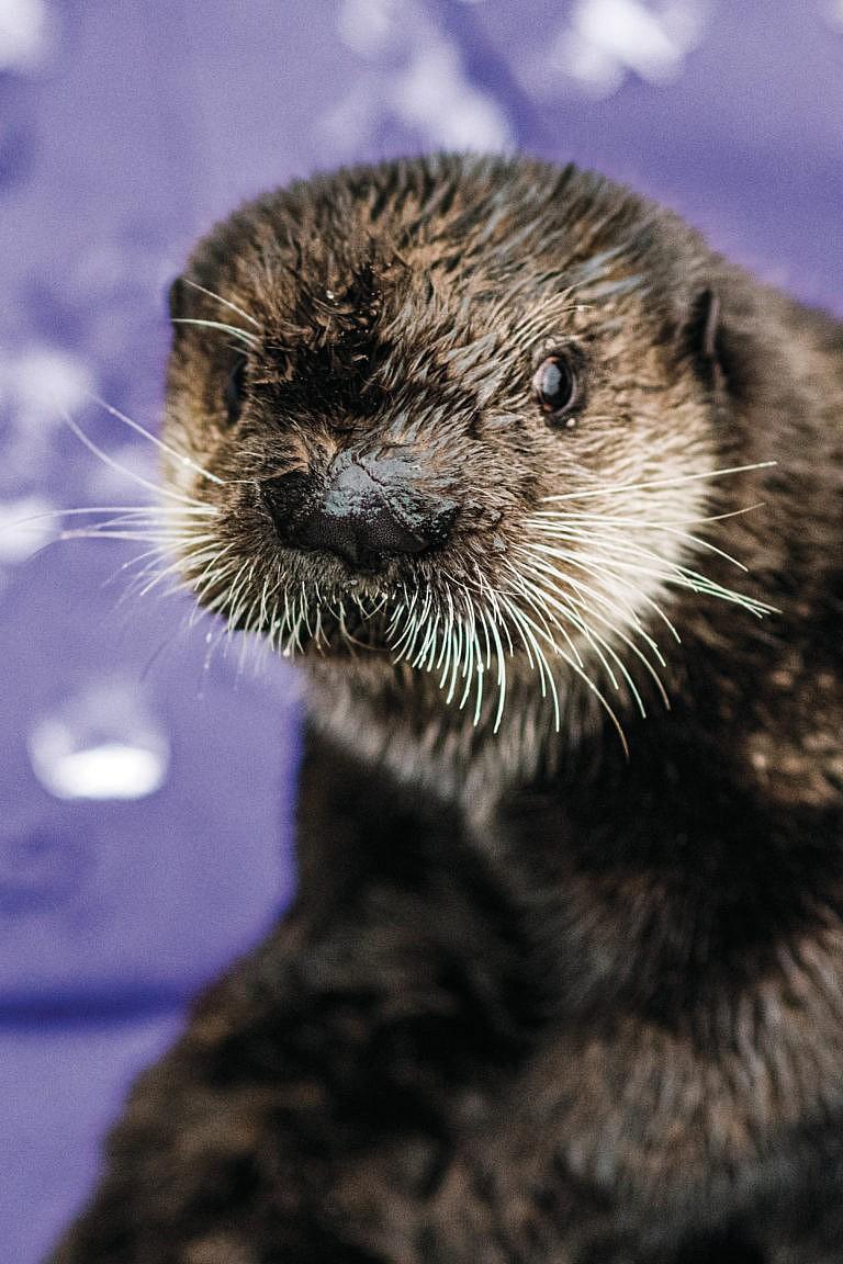 Joey the otter. (Photograph by Felicia Chang)