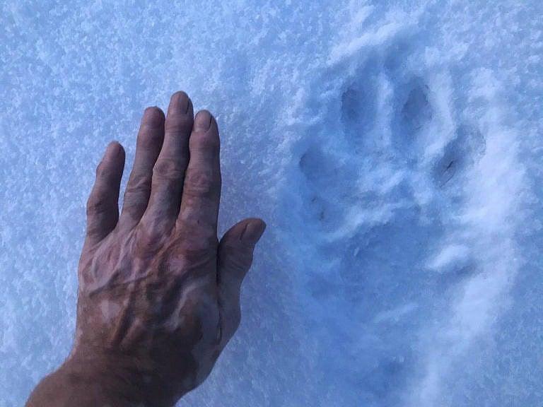 Doctor’s hand next to the gigantic wolf track he came across a few years ago; he estimated the wolf itself could be as long as eight feet, head to tail Courtesy of Ron Doctor)