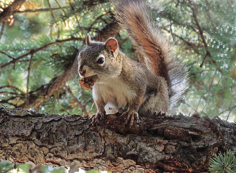 American red squirrel (Tamiasciurus hudsonicus) with a pine cone snack. (NK Sanford/Alamy)