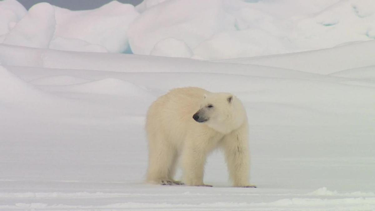 Polar bear, wandering